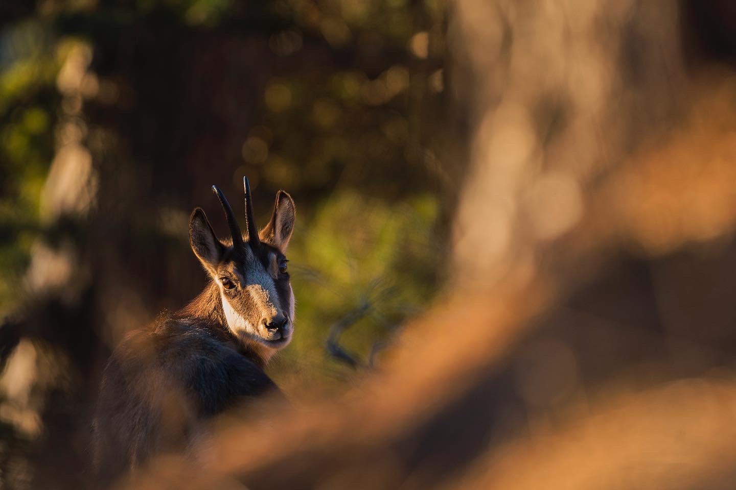 chamois at dawn