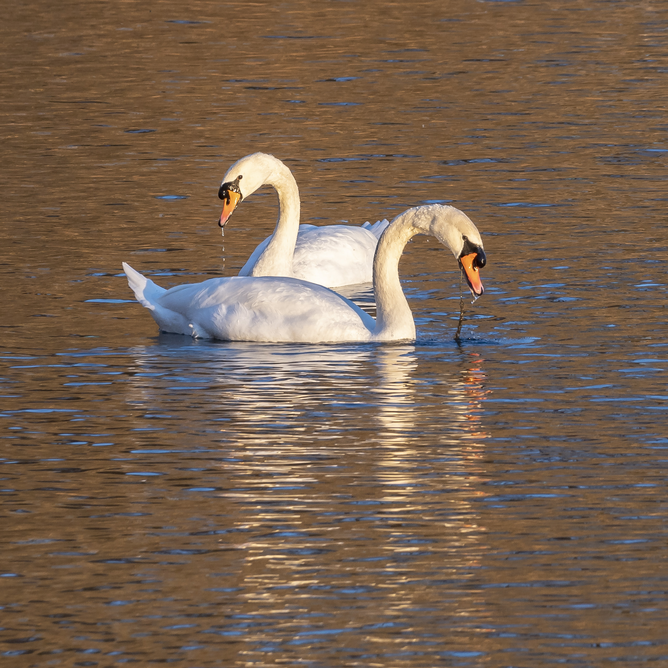 Wednesday, 12 January 2022, 16:33:56