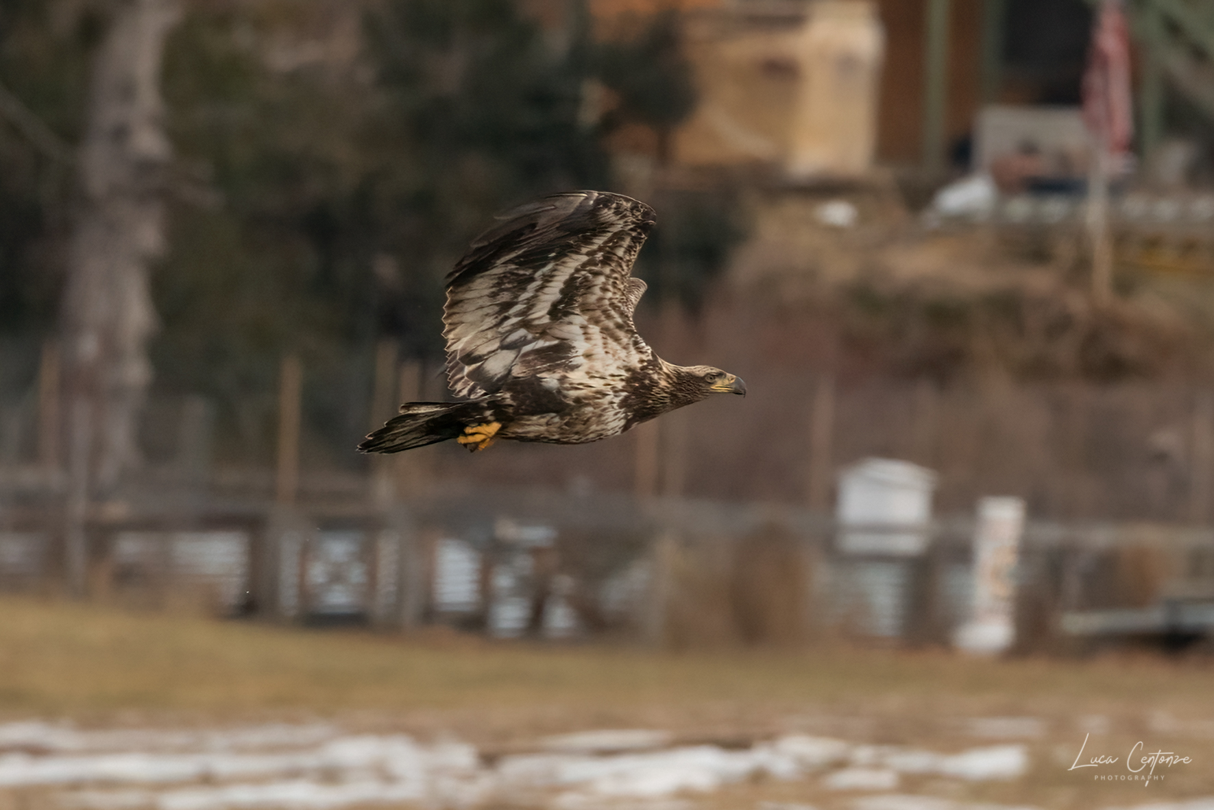 Giovane Bald Eagle (Haliaeetus leucocephalus)