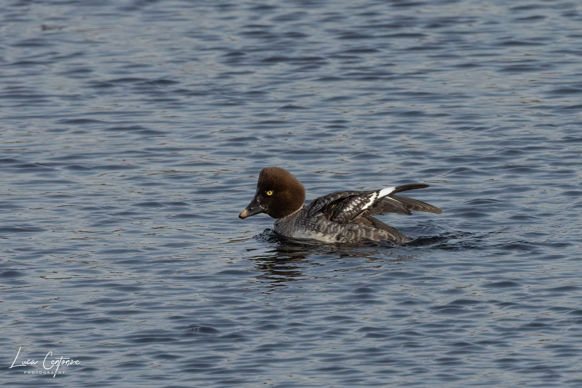 Common Goldeneye (Bucephala clangula)