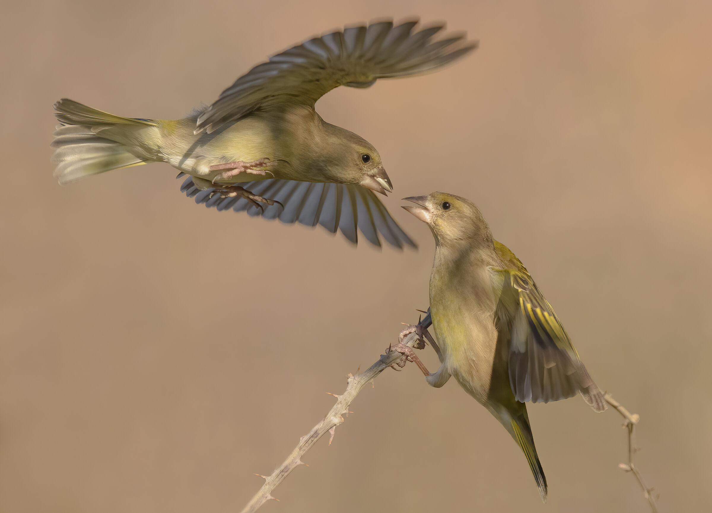 Fight between greenfinches