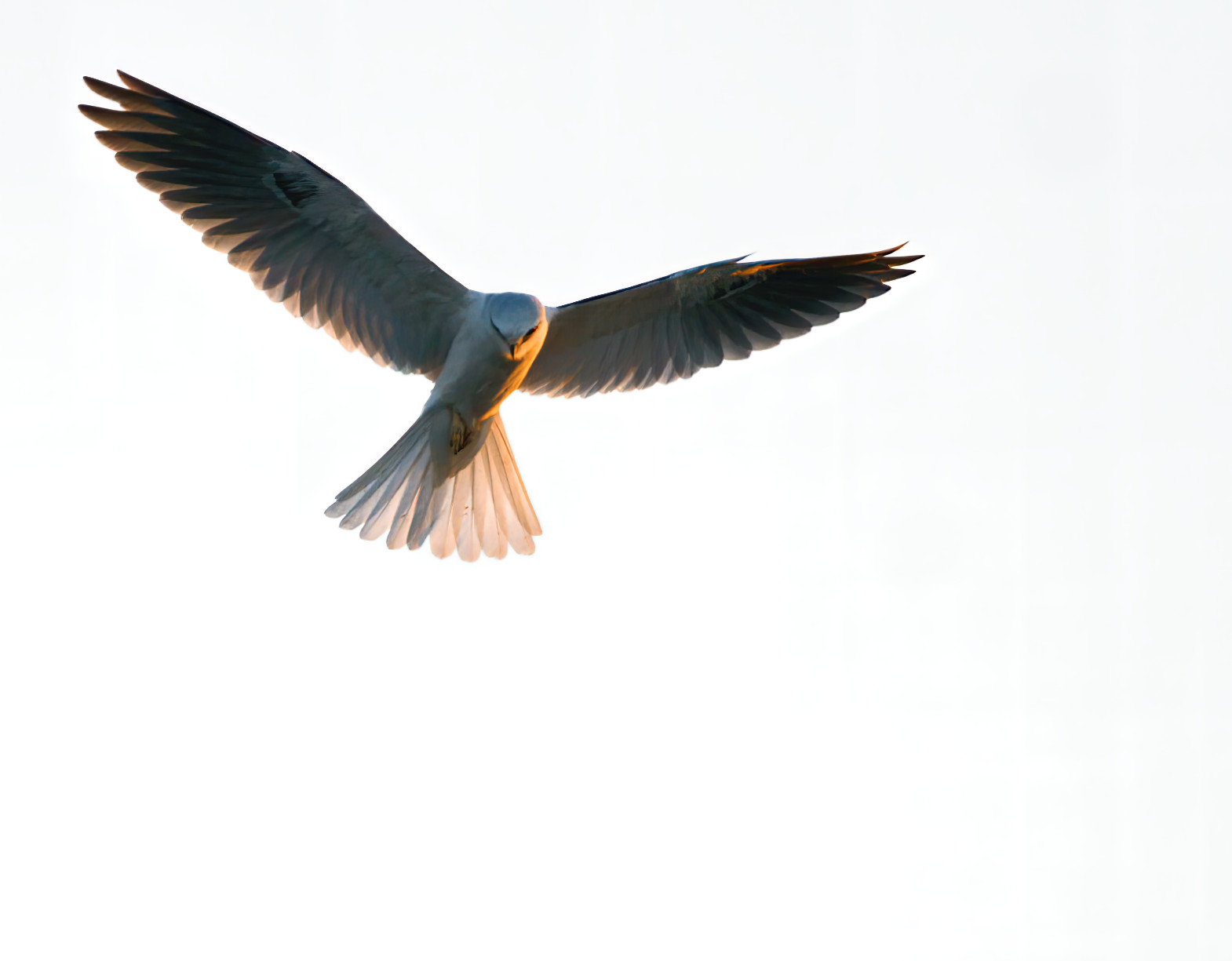 Aquilone colori tramonto