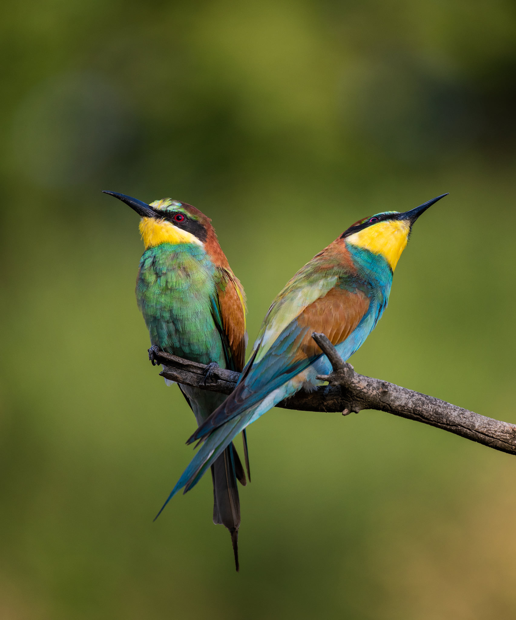 Bee-eater