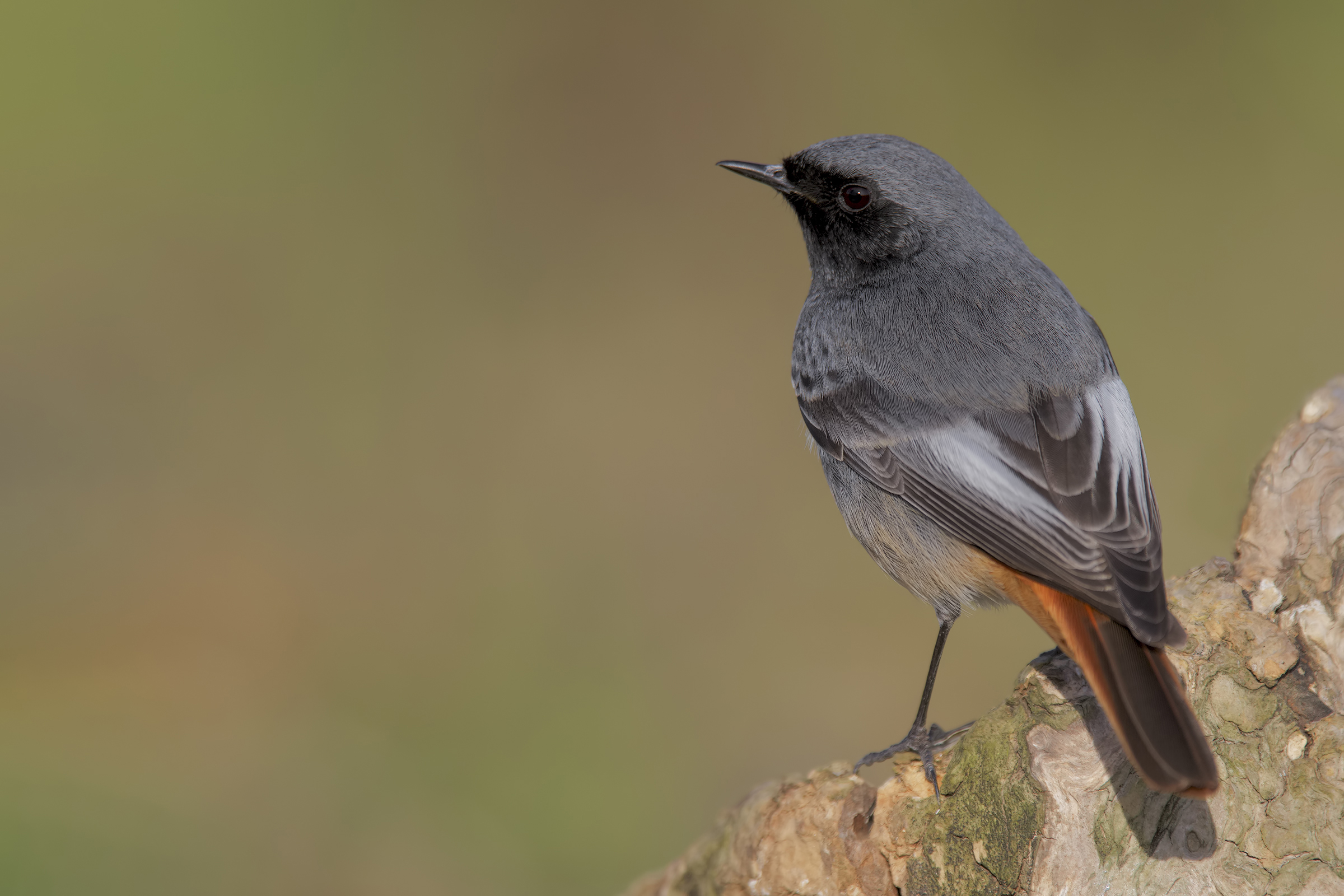 Codirosso spazzacamino