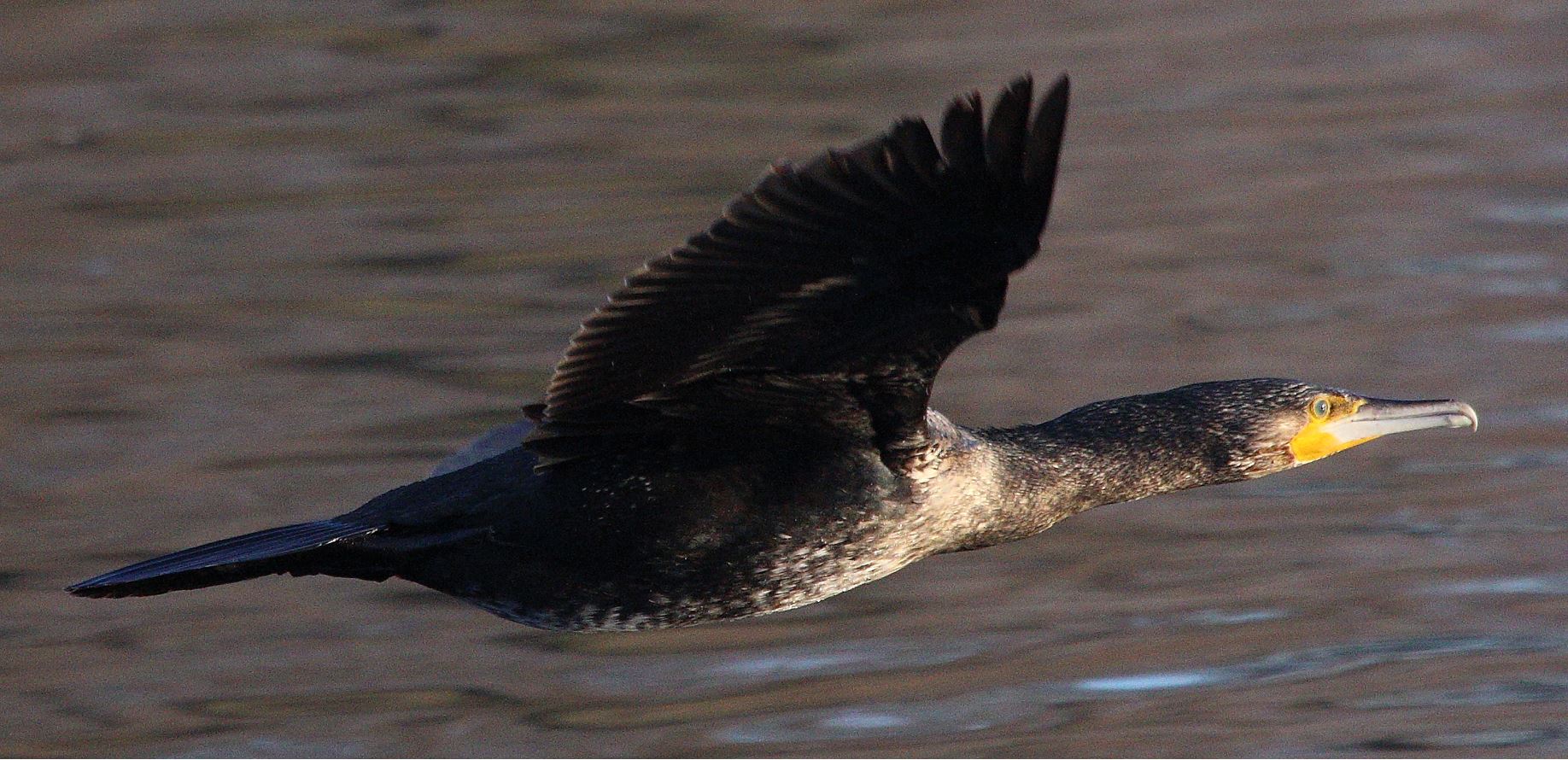cormorant 17-01-2022