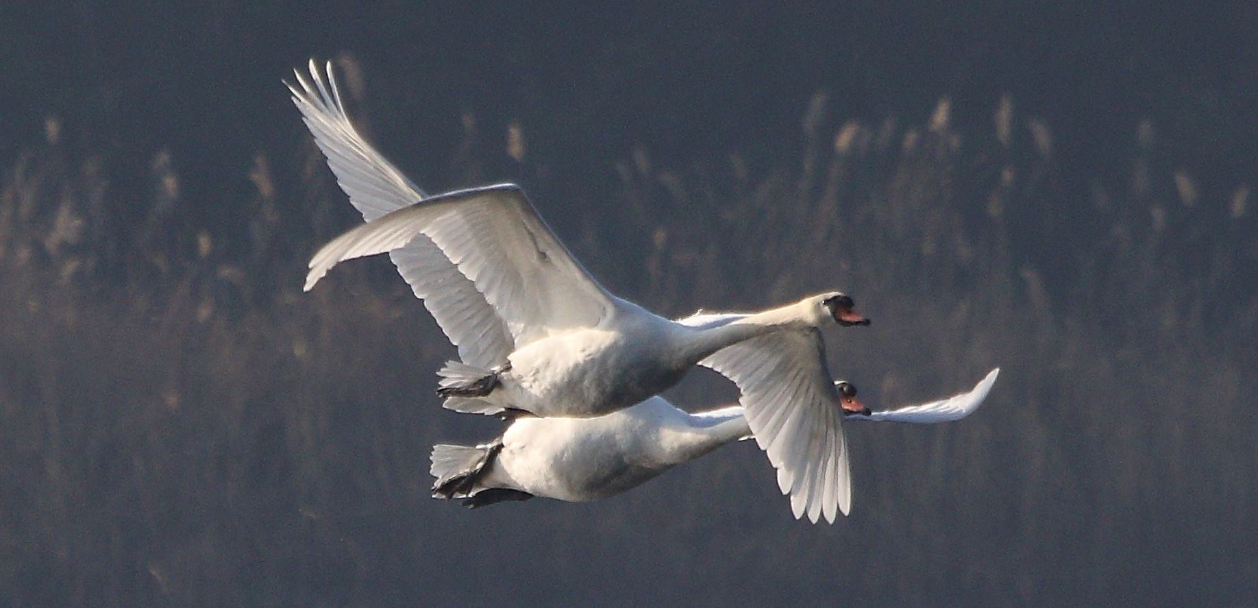 swans in flight 19-01-2022