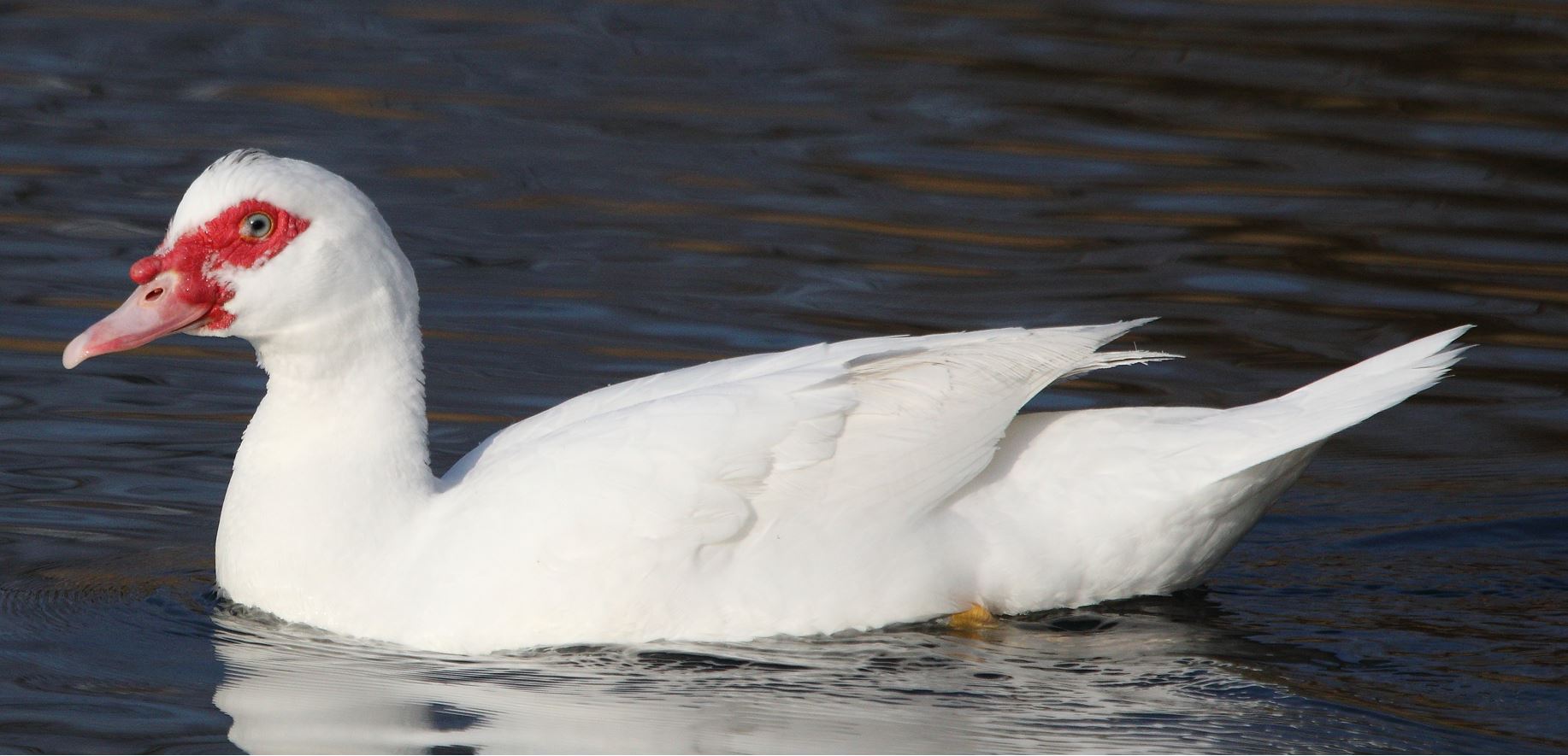 mute duck 19-01-2022