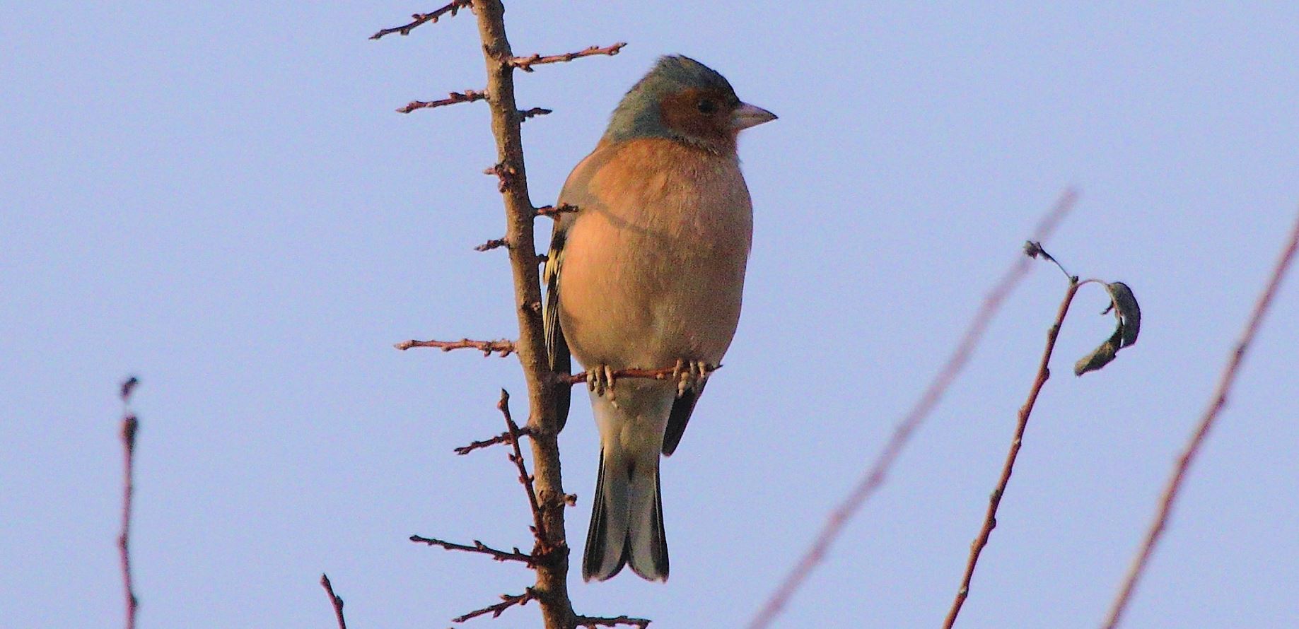 chaffinch 20-01-2022