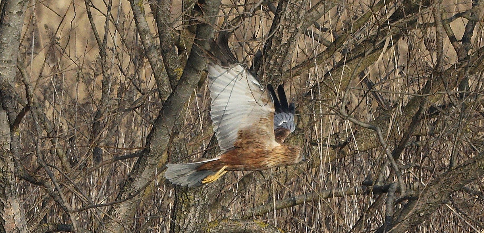 marsh falcon 21-01-2022