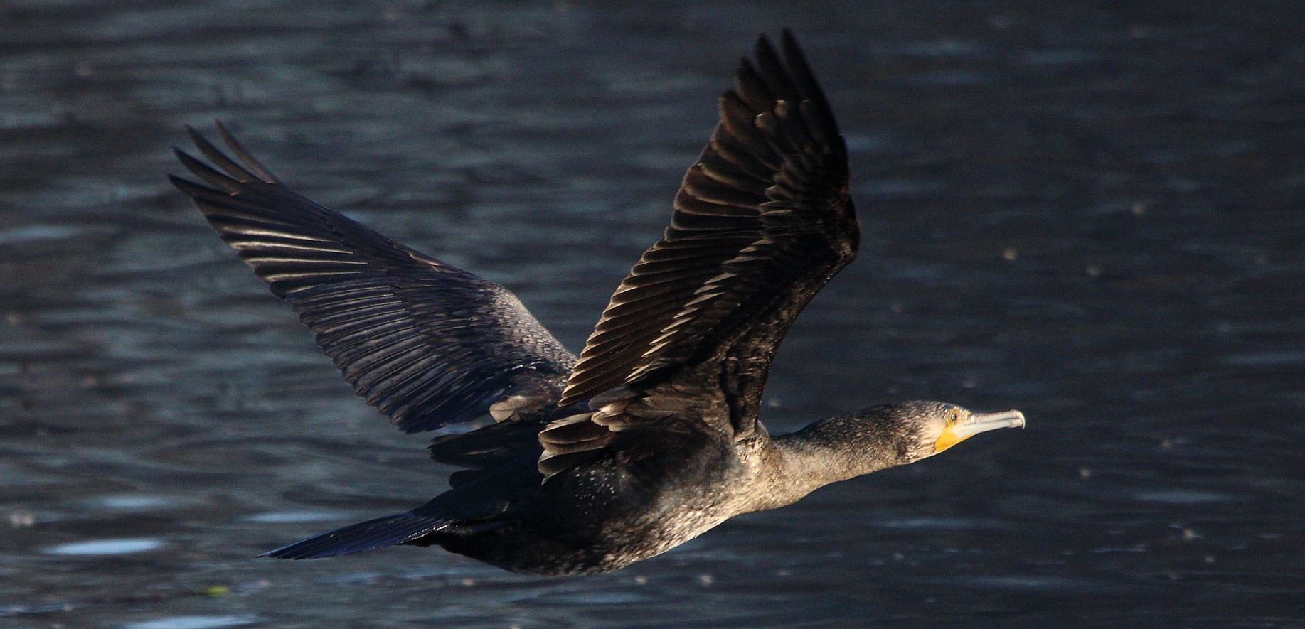 cormorant 17-01-2022