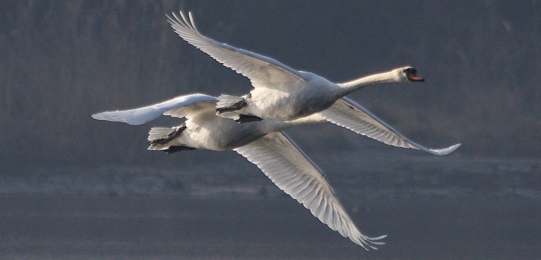 swans in flight 19-01-2022