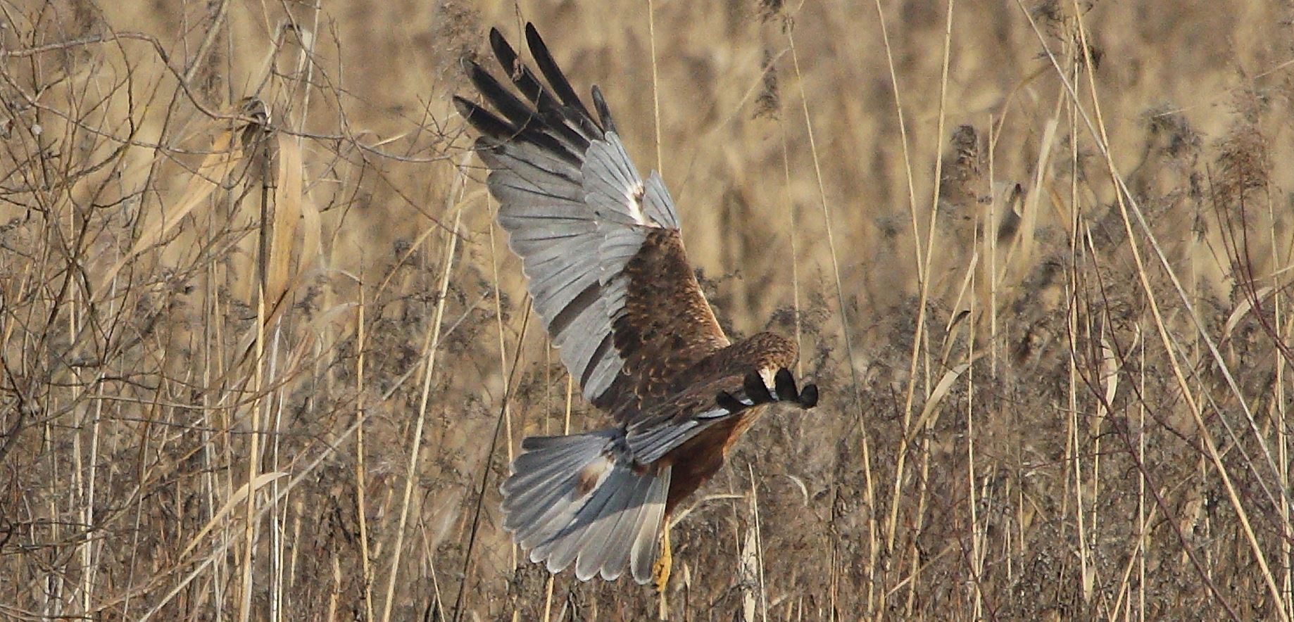 marsh falcon 21-01-2022