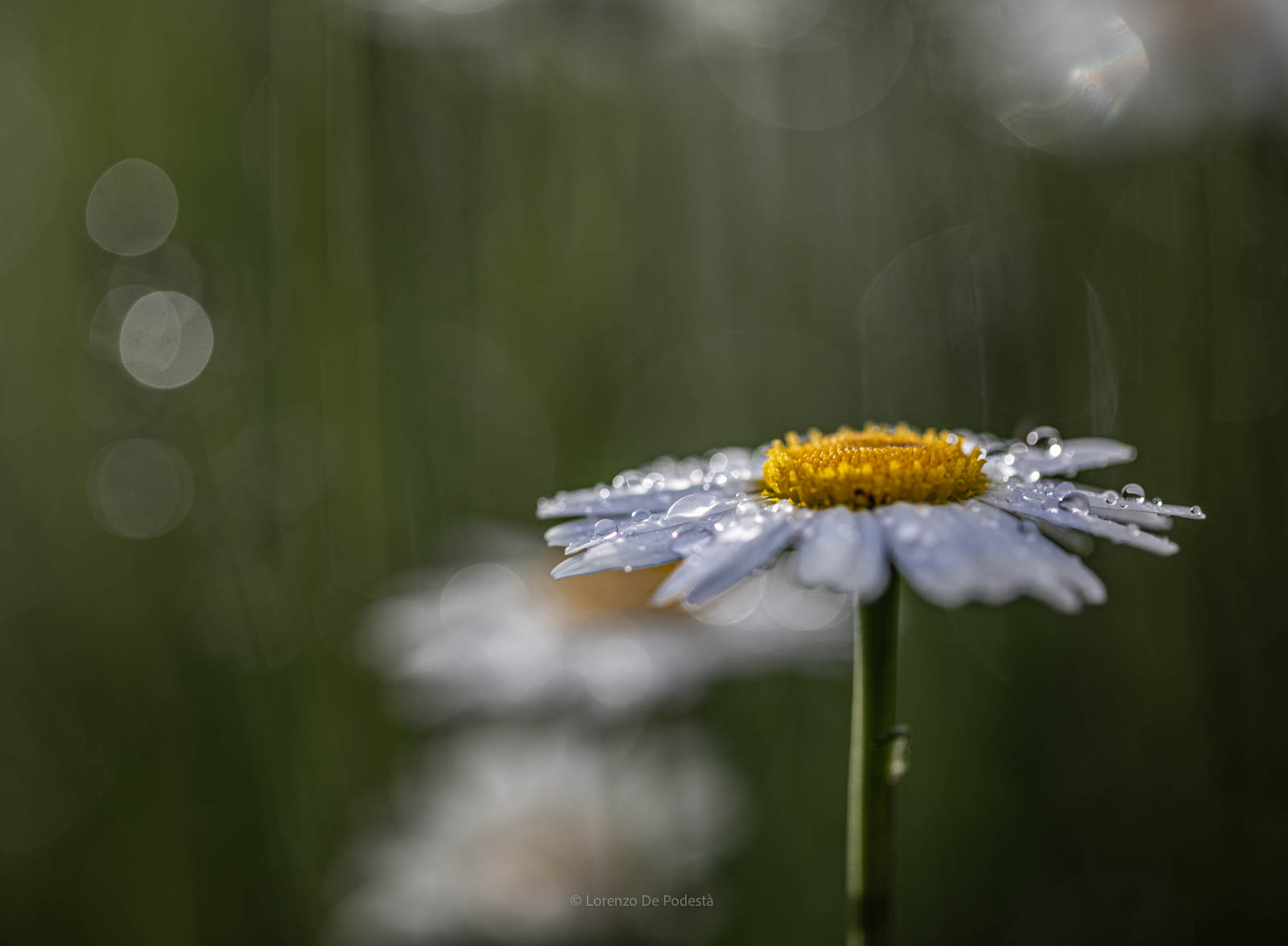 the delicacy of the rain