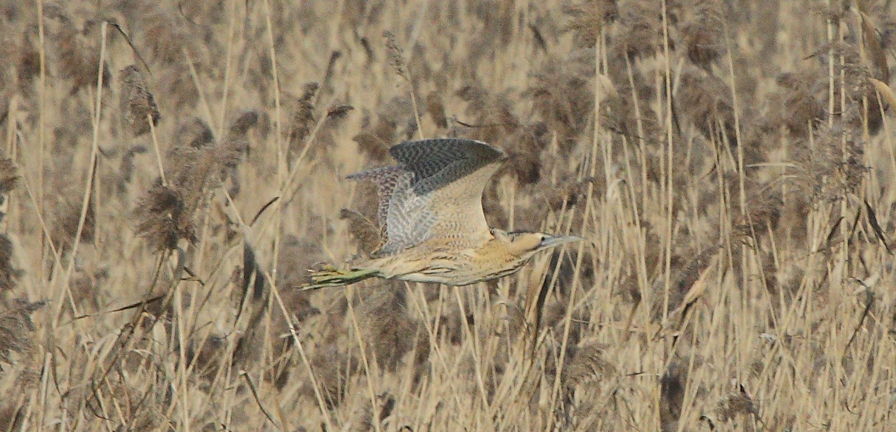 Bittern 24-01-2022