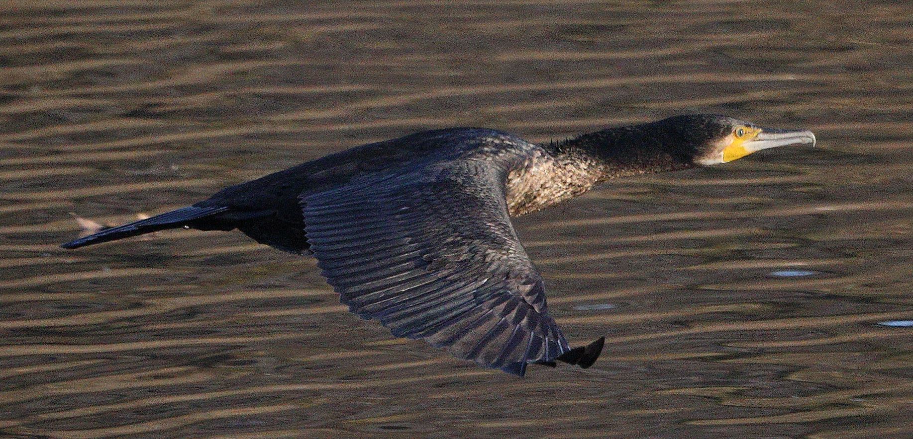 cormorant 17-01-2022