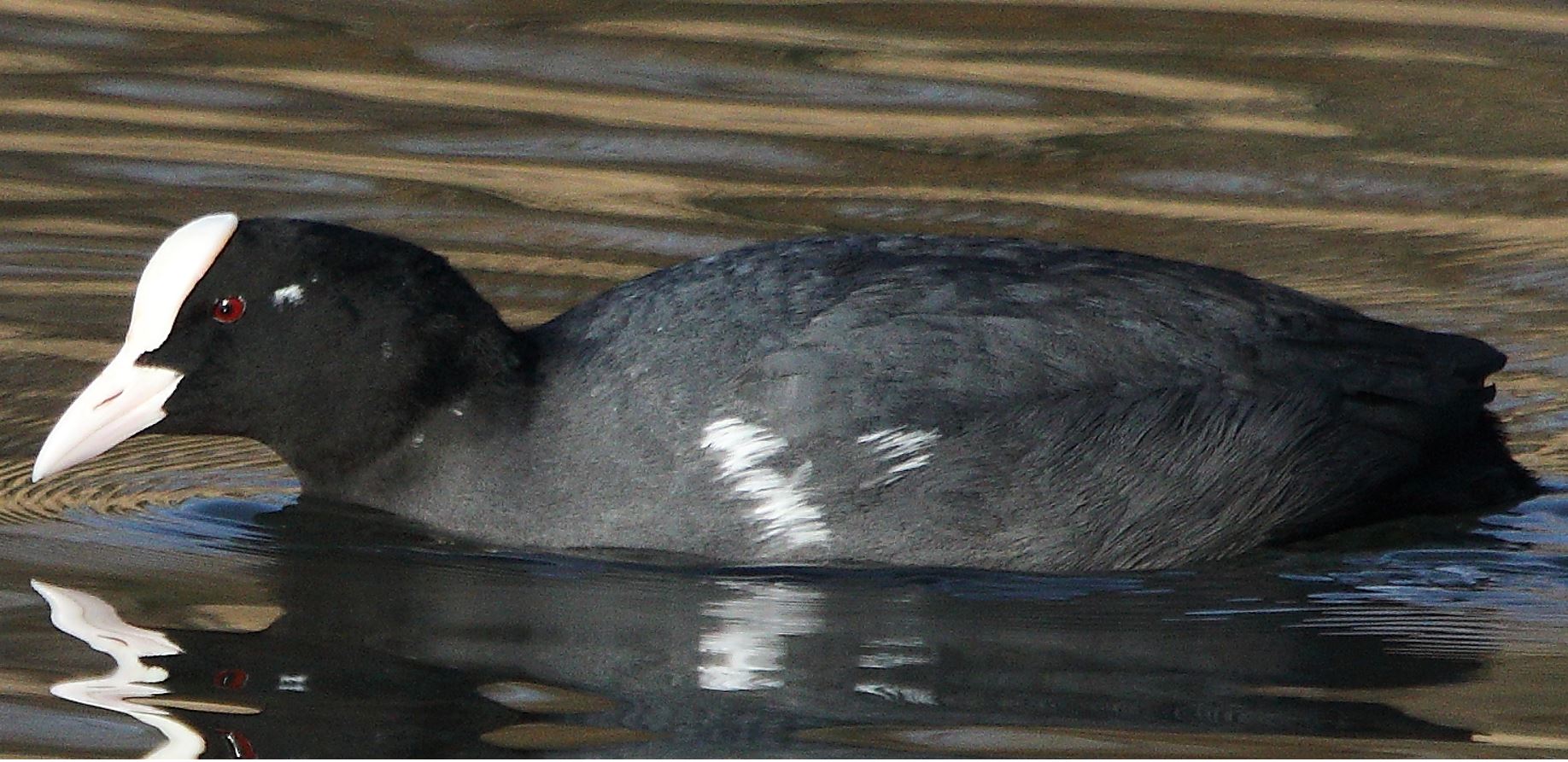 coot 19-01-2022