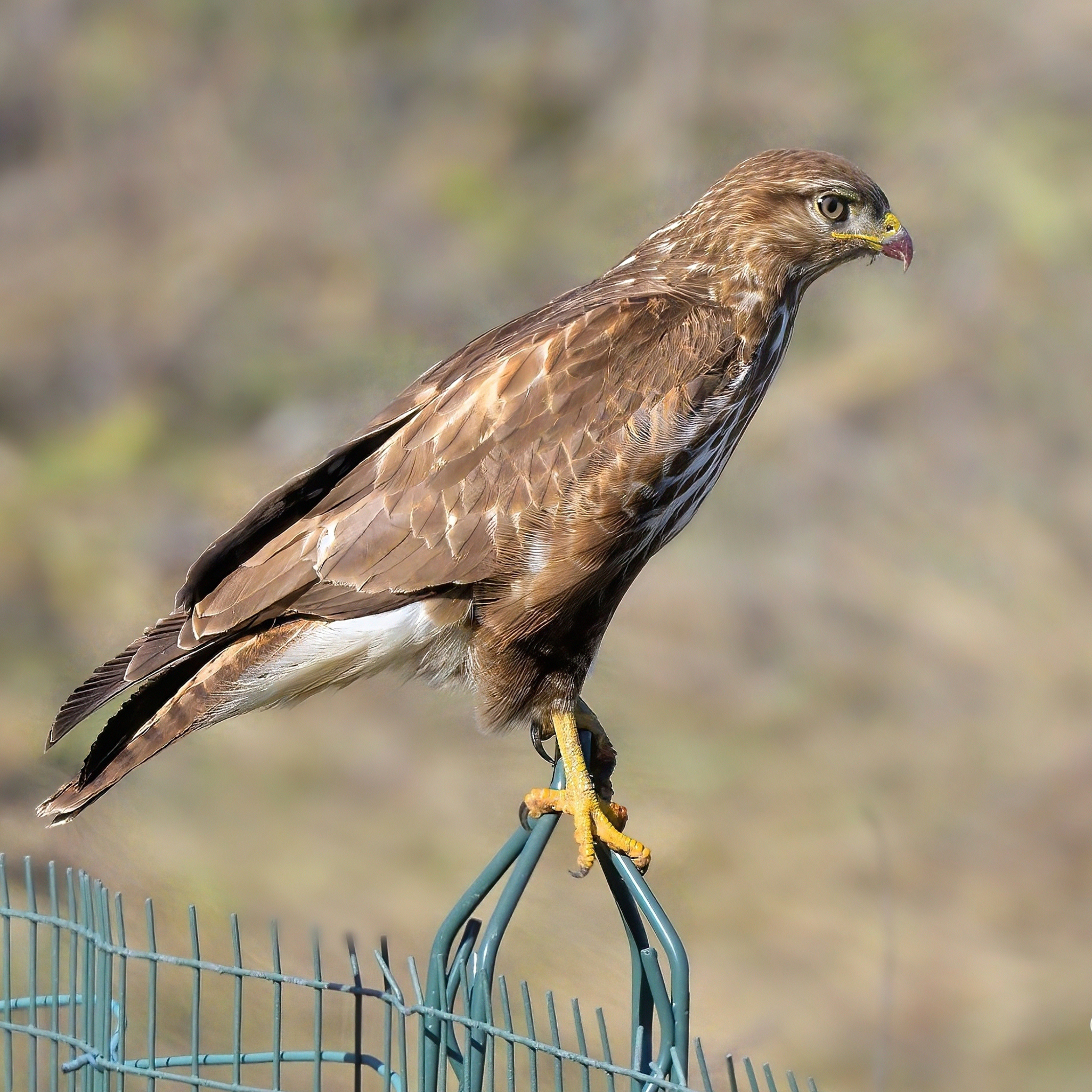Poiana (Buteo buteo)