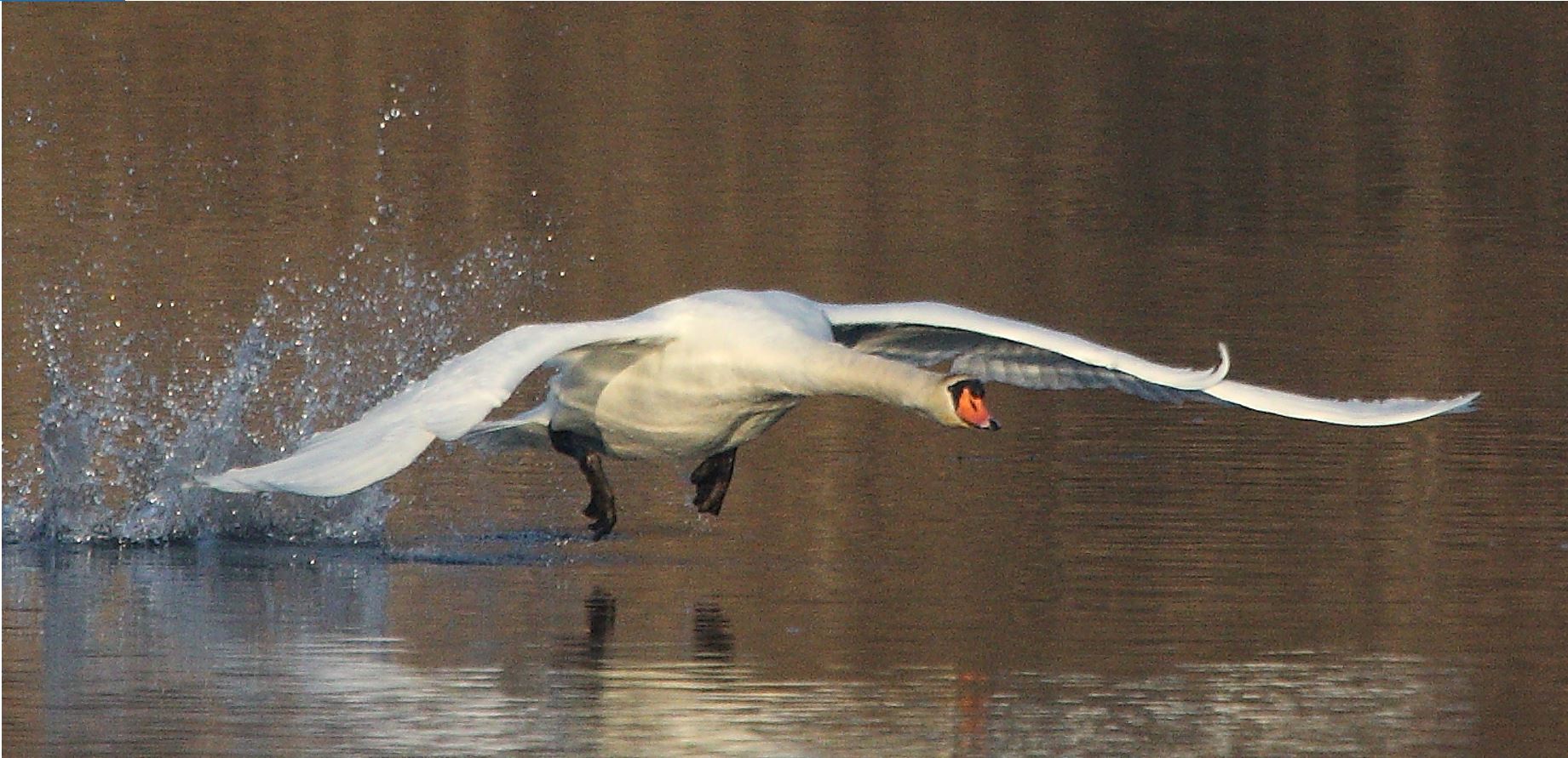 swan 22-01-2022