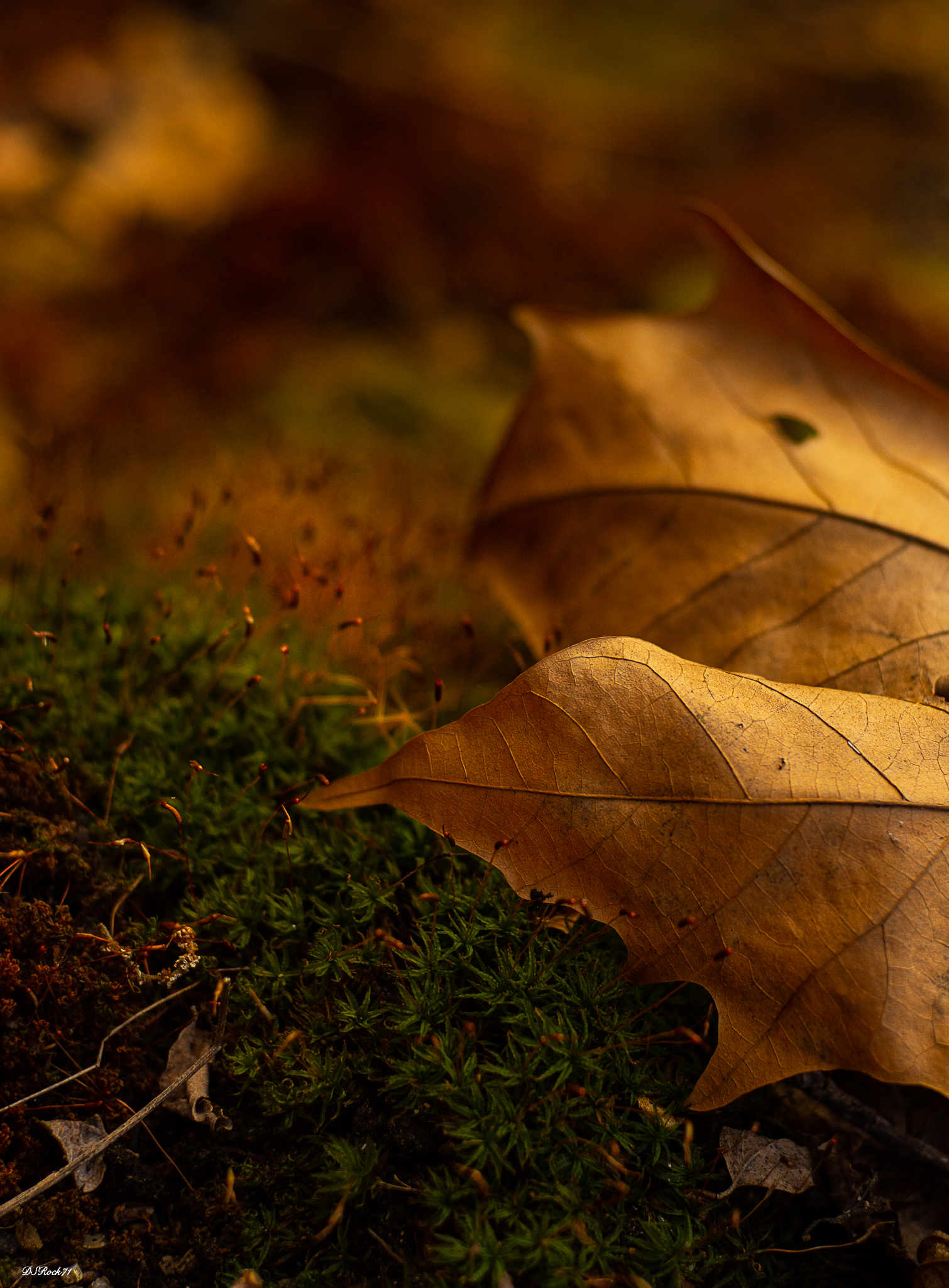 rollei test - Como undergrowth