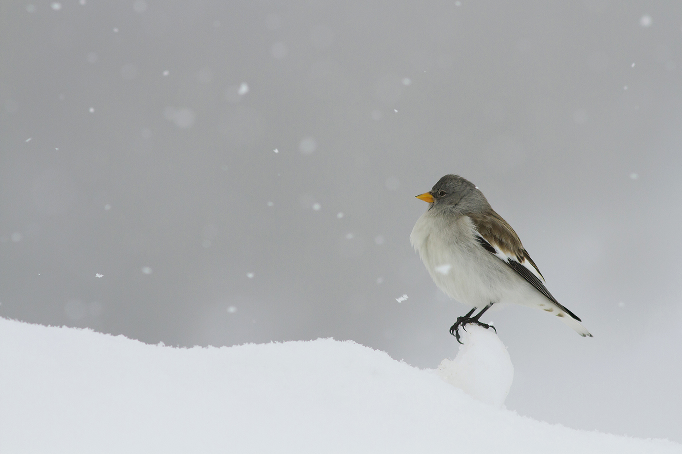 Alpine chaffinch under the snow