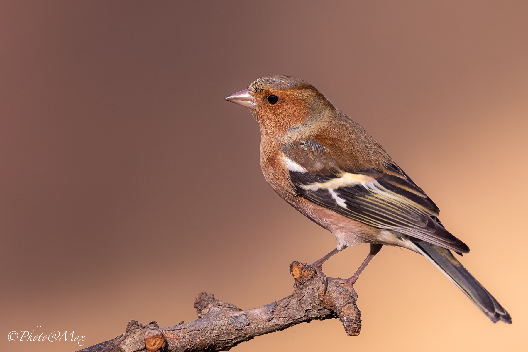 a chaffinch