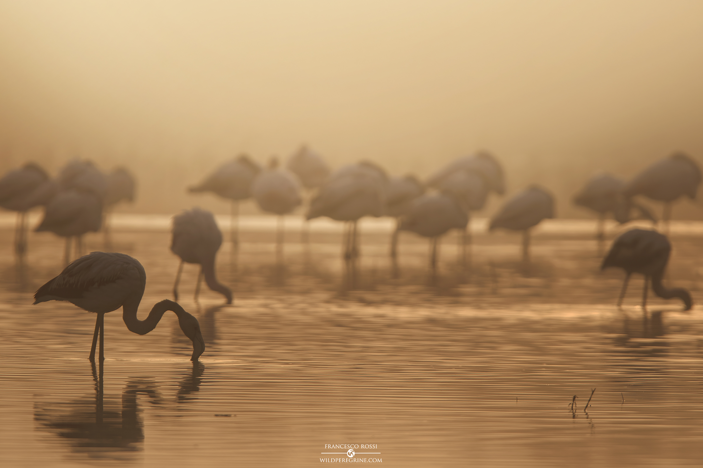 Quando la luce dell'alba si fa largo fra la nebbia...