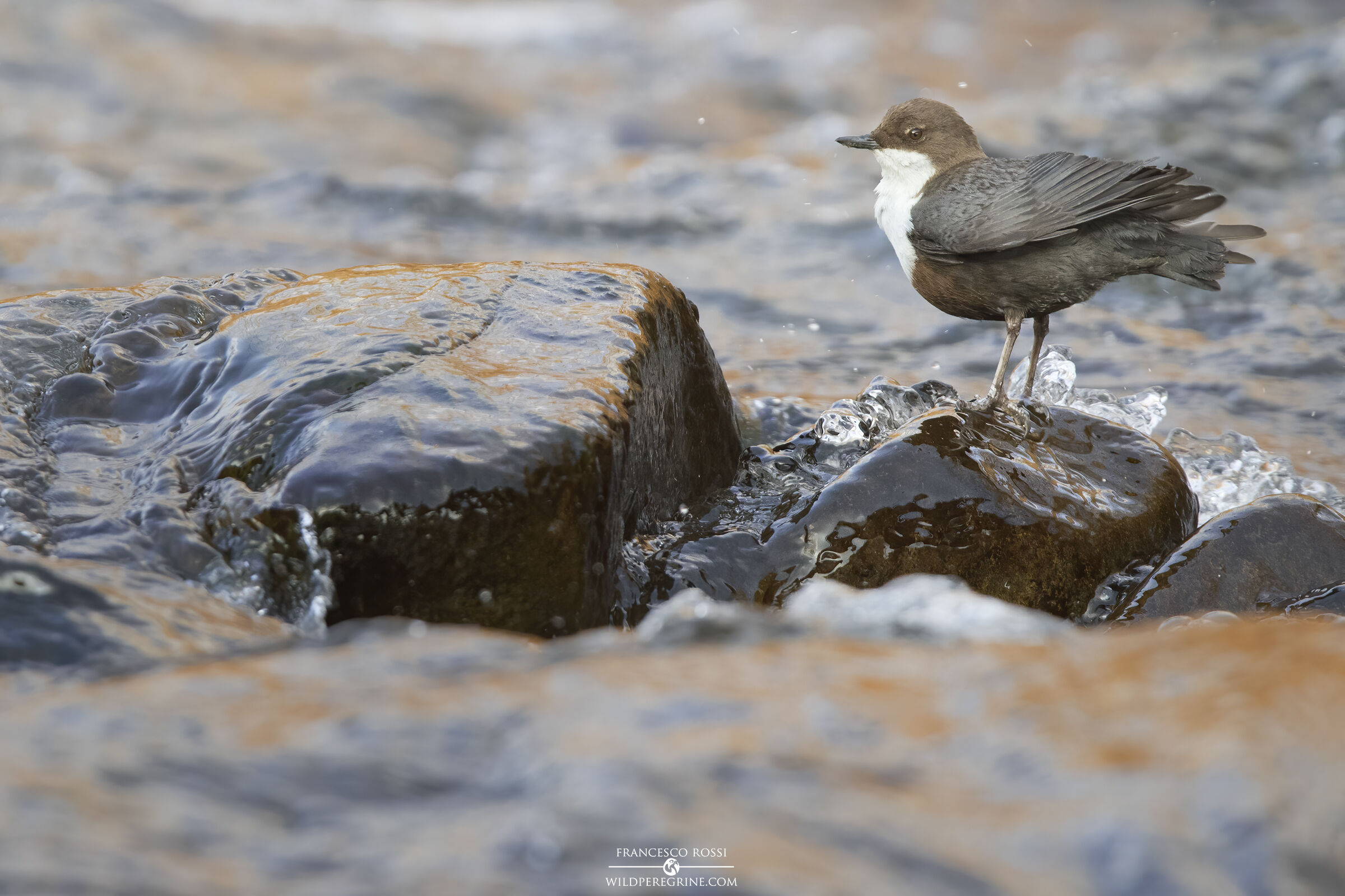 Merlo Acquaiolo (Cinclus cinclus)