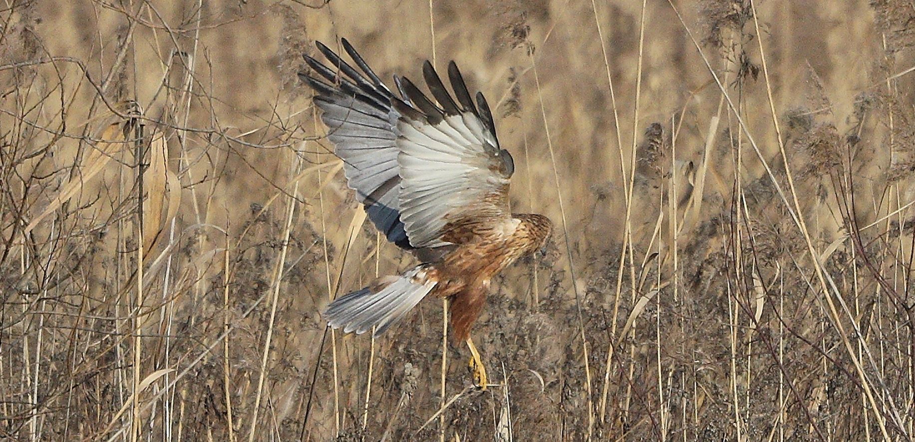 marsh falcon 21-01-2022