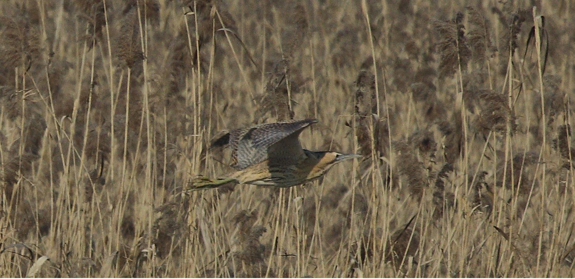 Bittern 24-01-2022