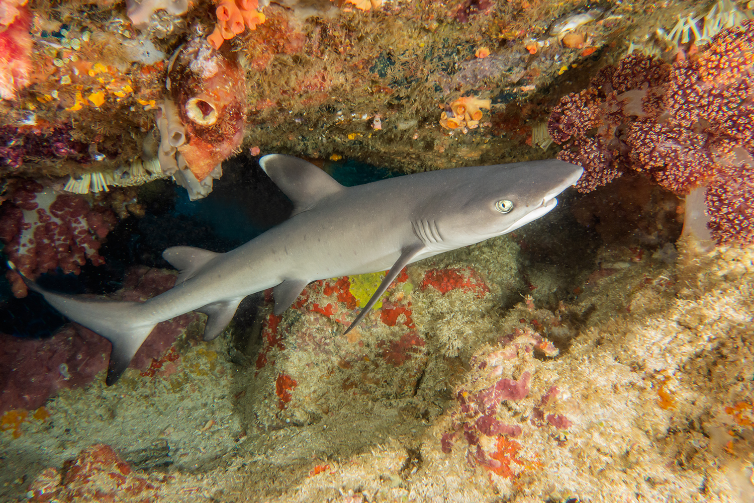 Triaenodon obesus juv.