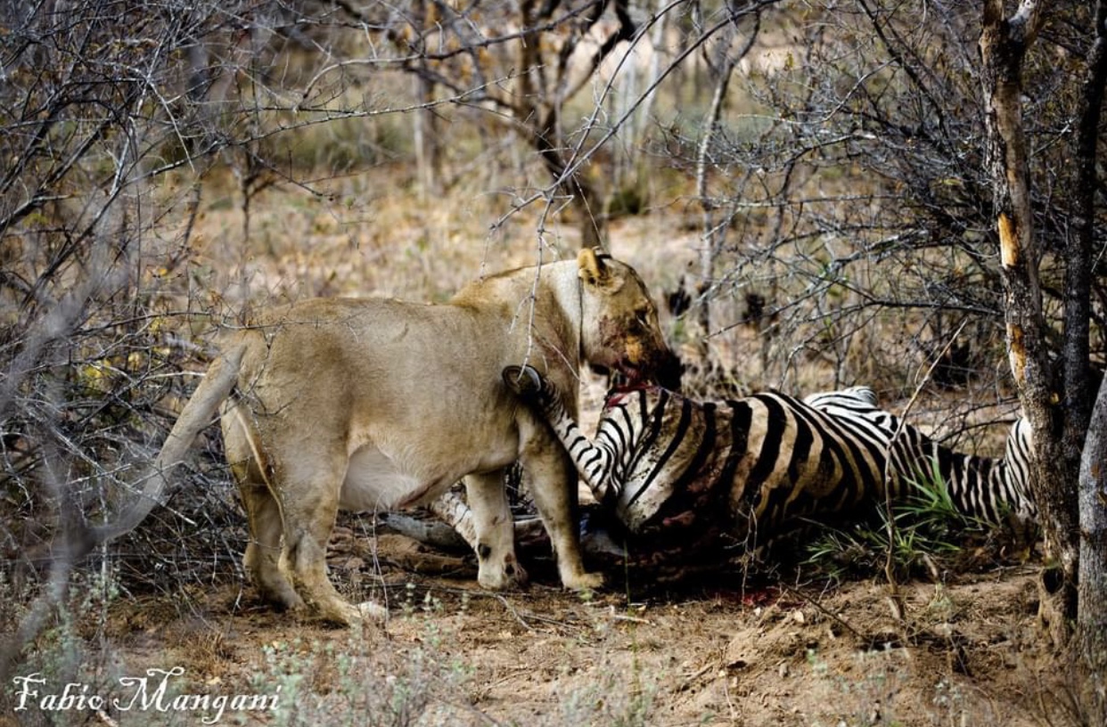 Kruger parco leonessa con preda