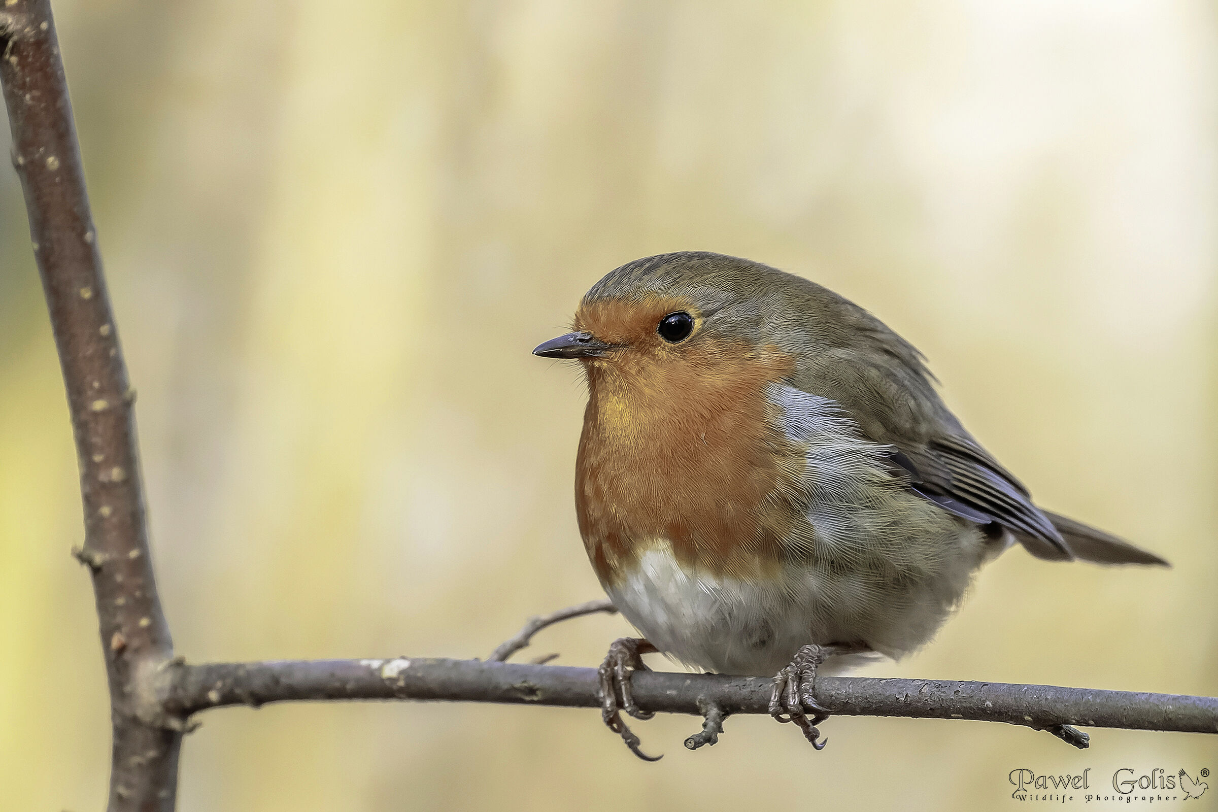 Pettirosso europeo (Erithacus rubecula)
