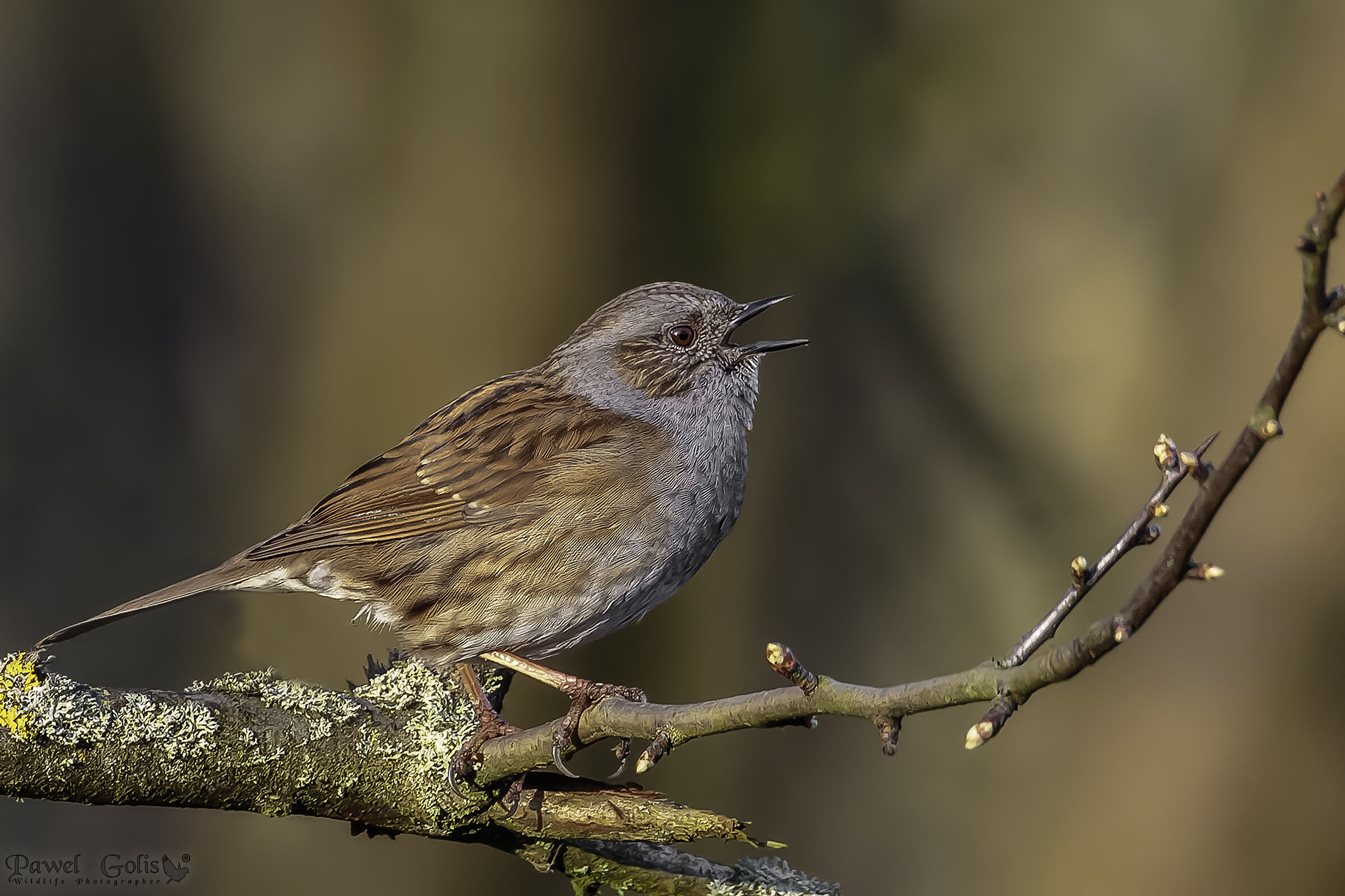 Dunnock (Prunella modularis)