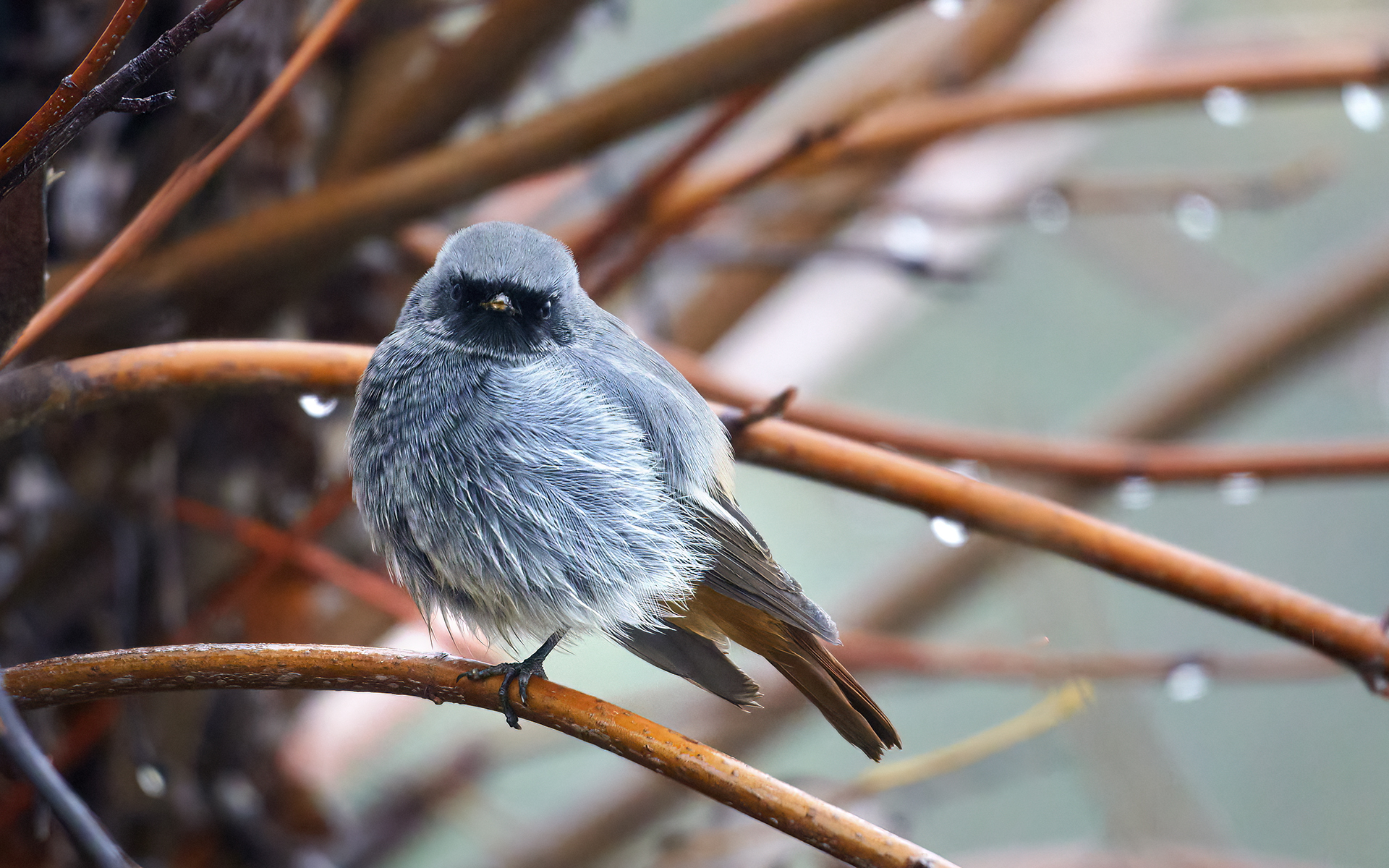 Black redstart