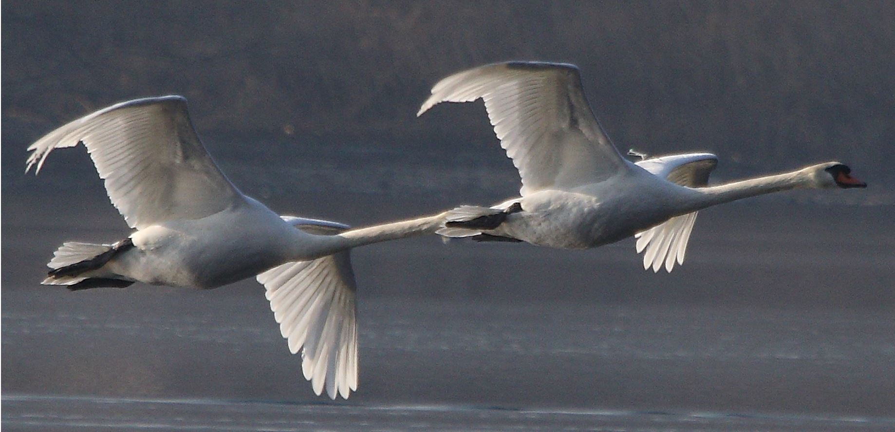 swans in flight 19-01-2022