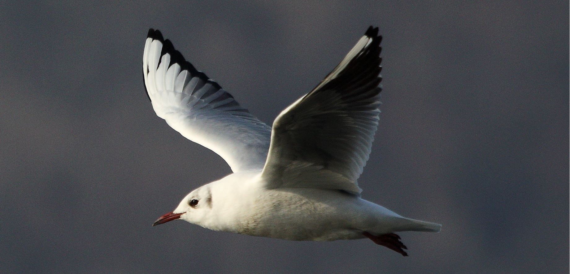 terrestrial gull 19-01-2022