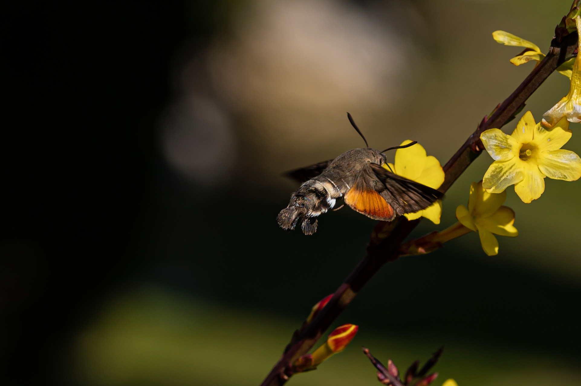 Sfinge colibrì Macroglossum Stellatarum