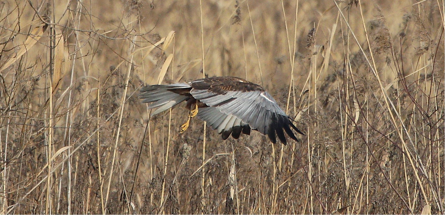 marsh falcon 21-01-2022