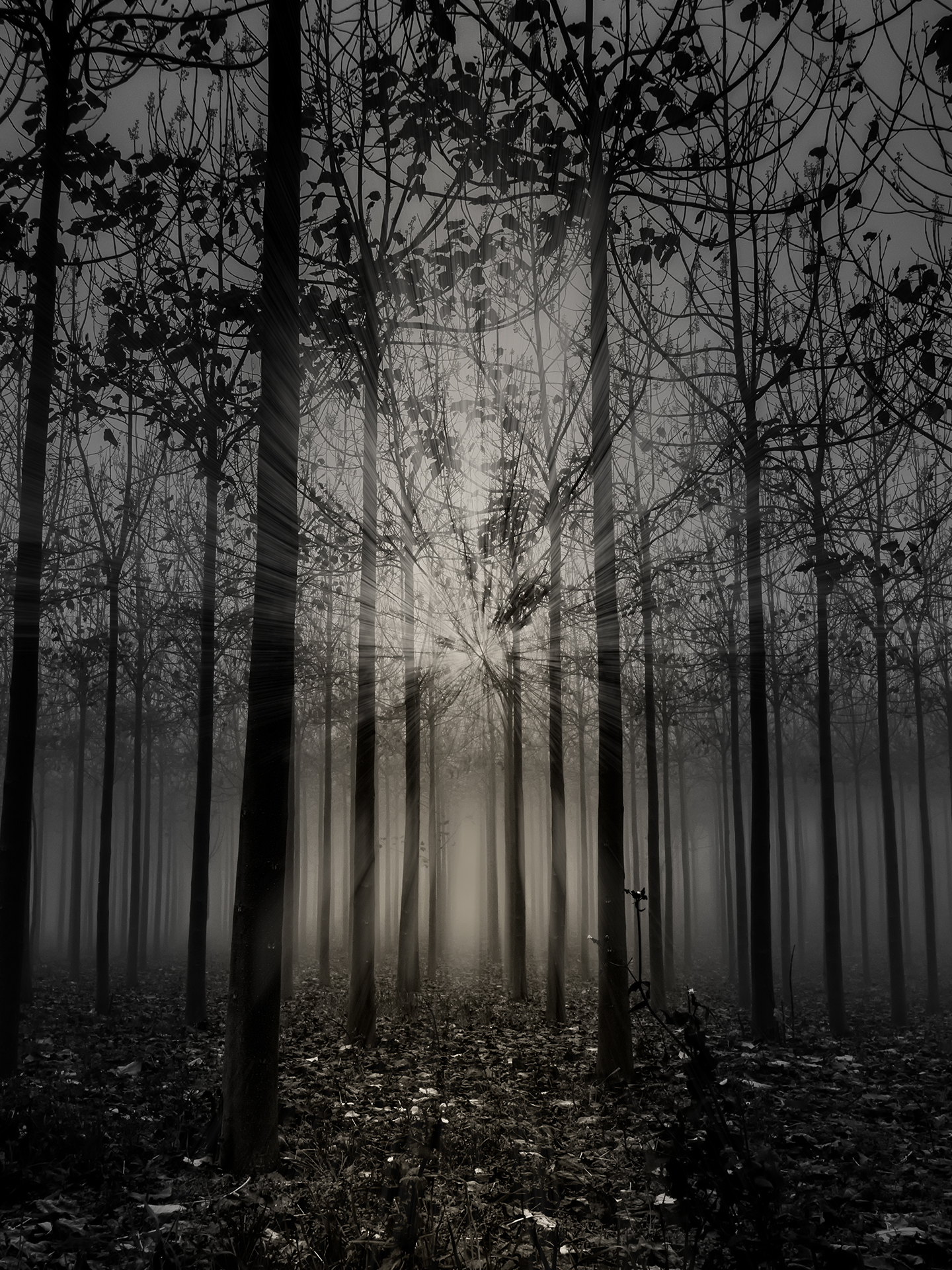 The enchanted forest