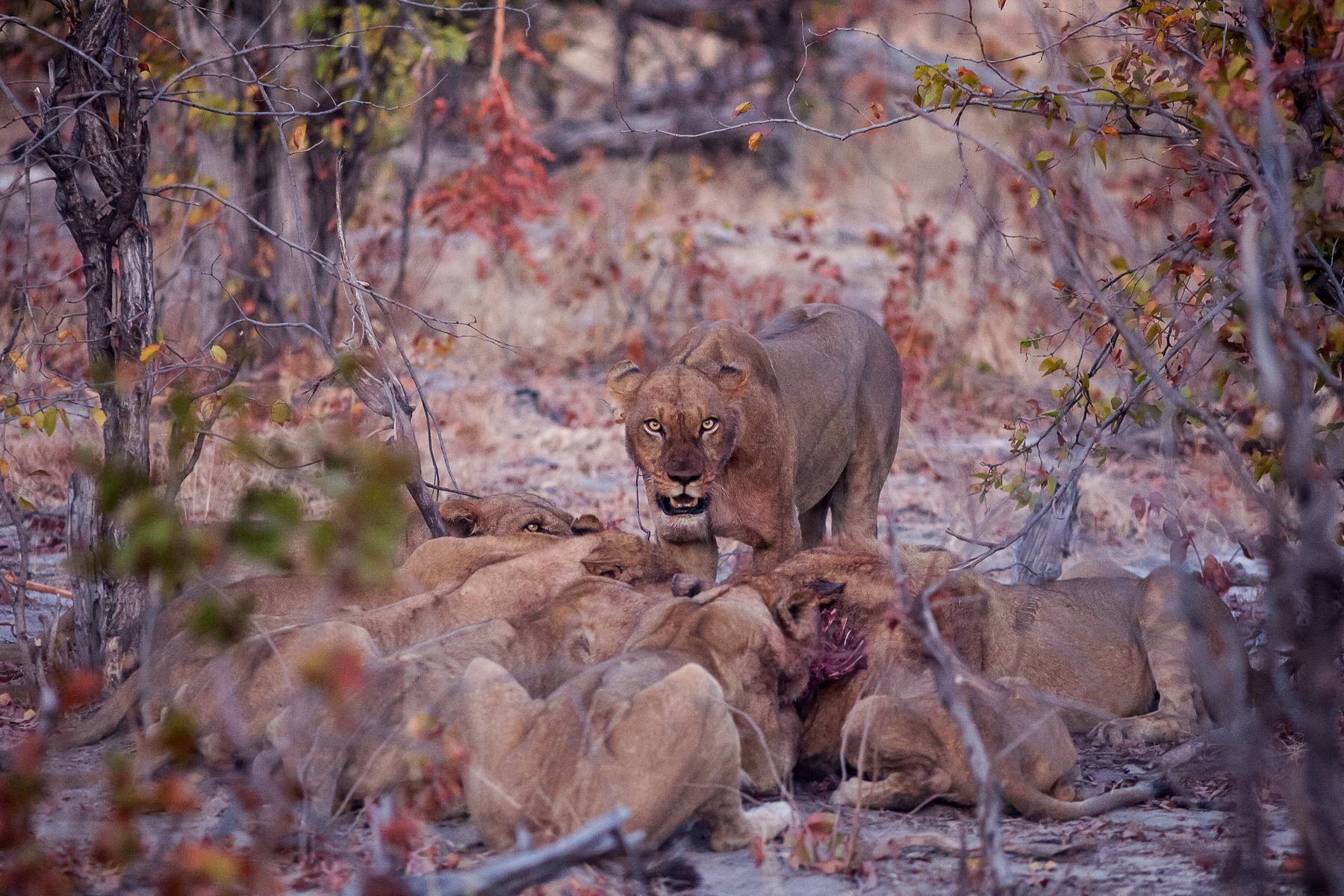 Lions, Botswana.