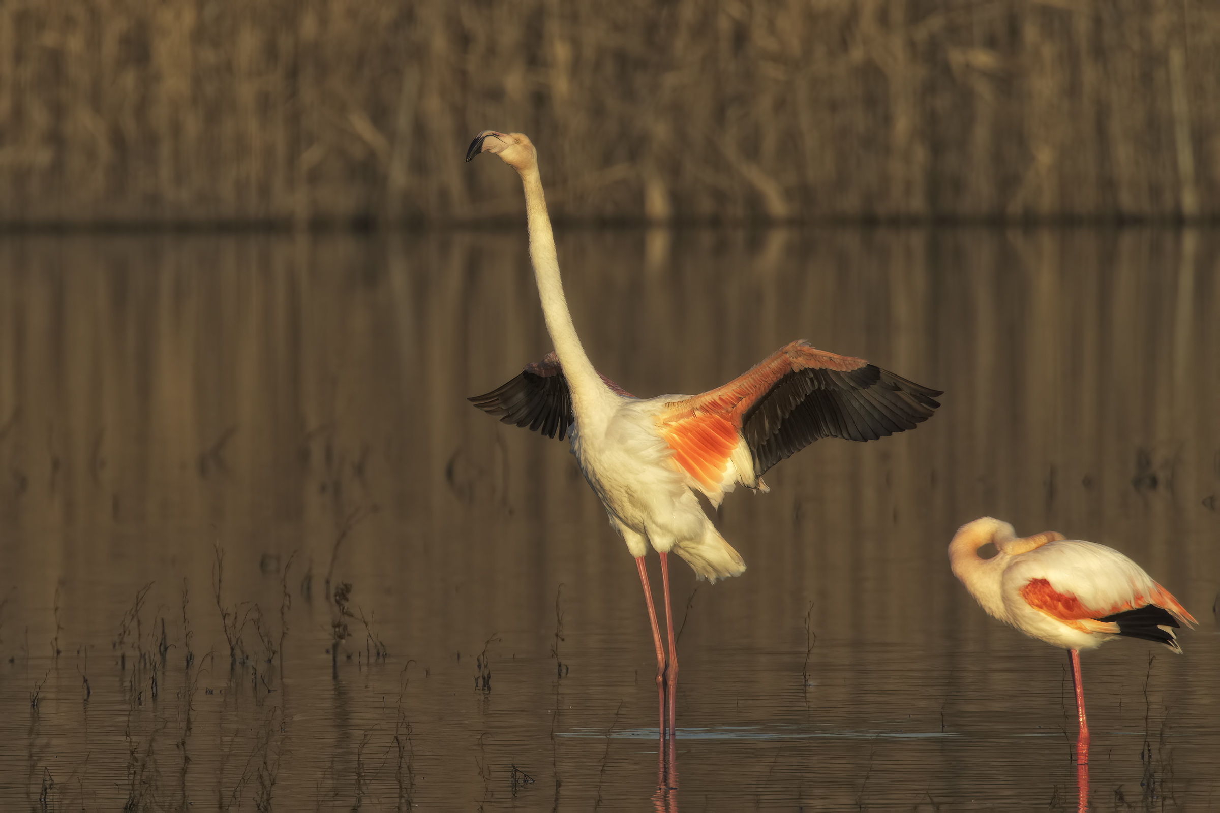 attesa fino al tramonto