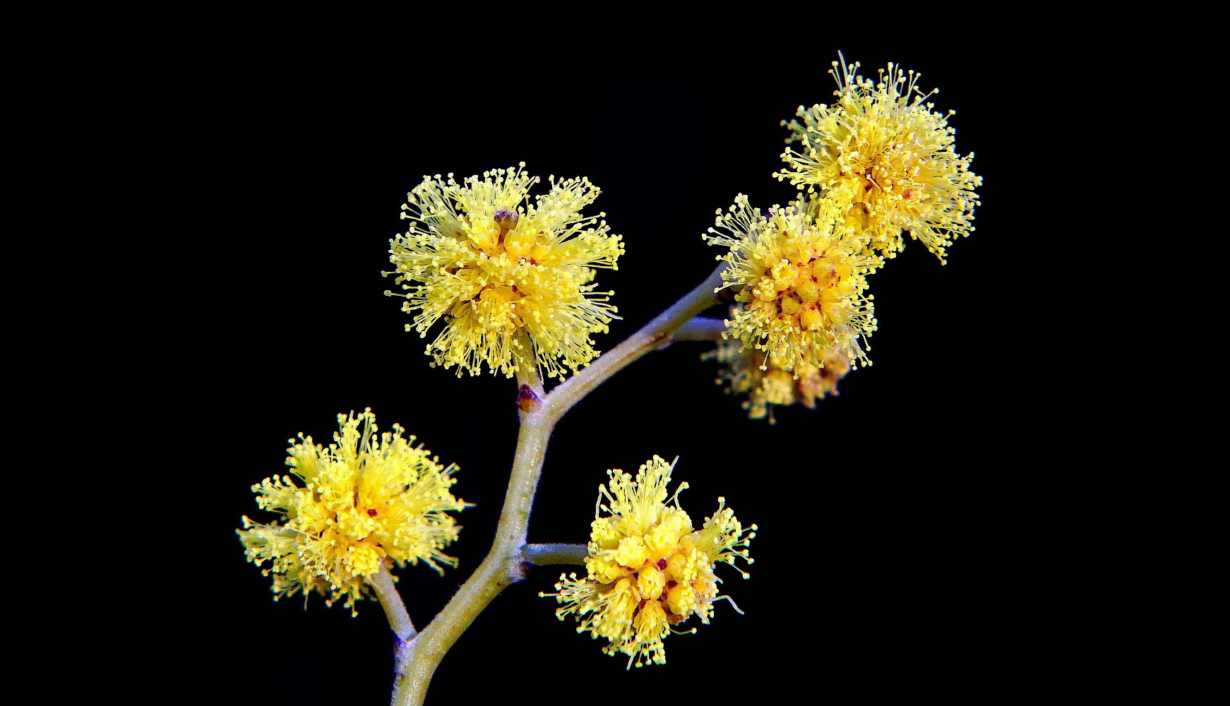 Effimera si fa per dire!