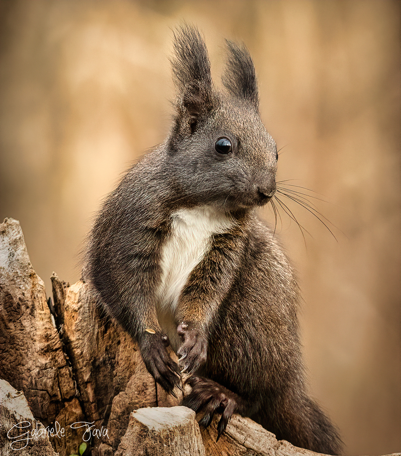 squirrel potrait