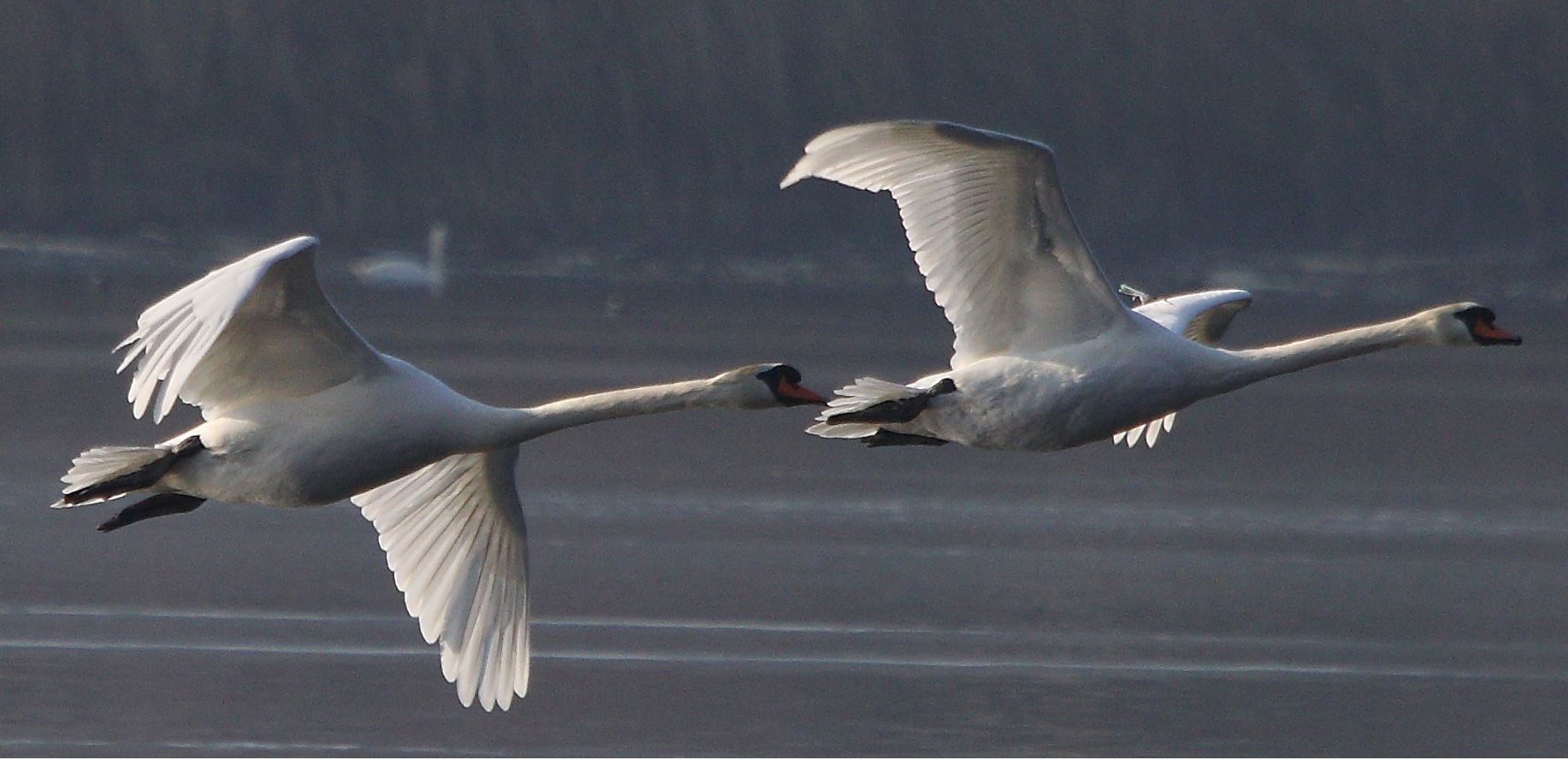swans in flight 19-01-2022
