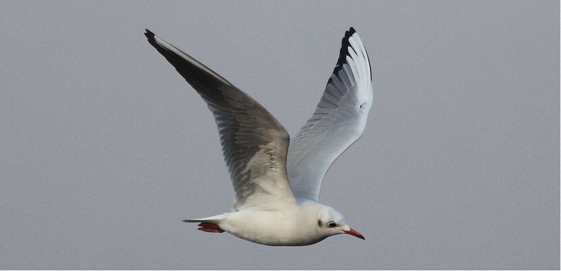 terrestrial gull 20-01-2022