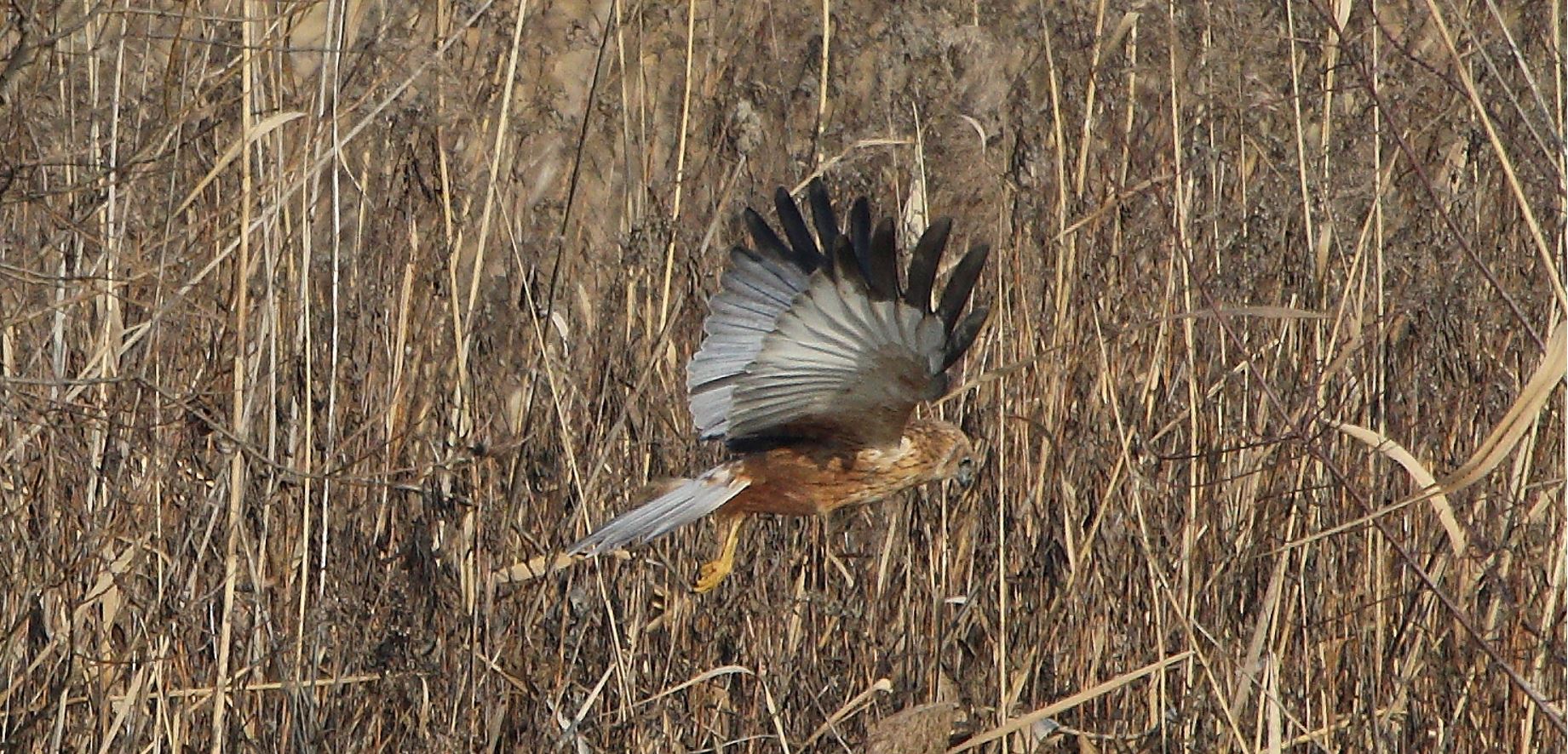 marsh falcon 21-01-2022