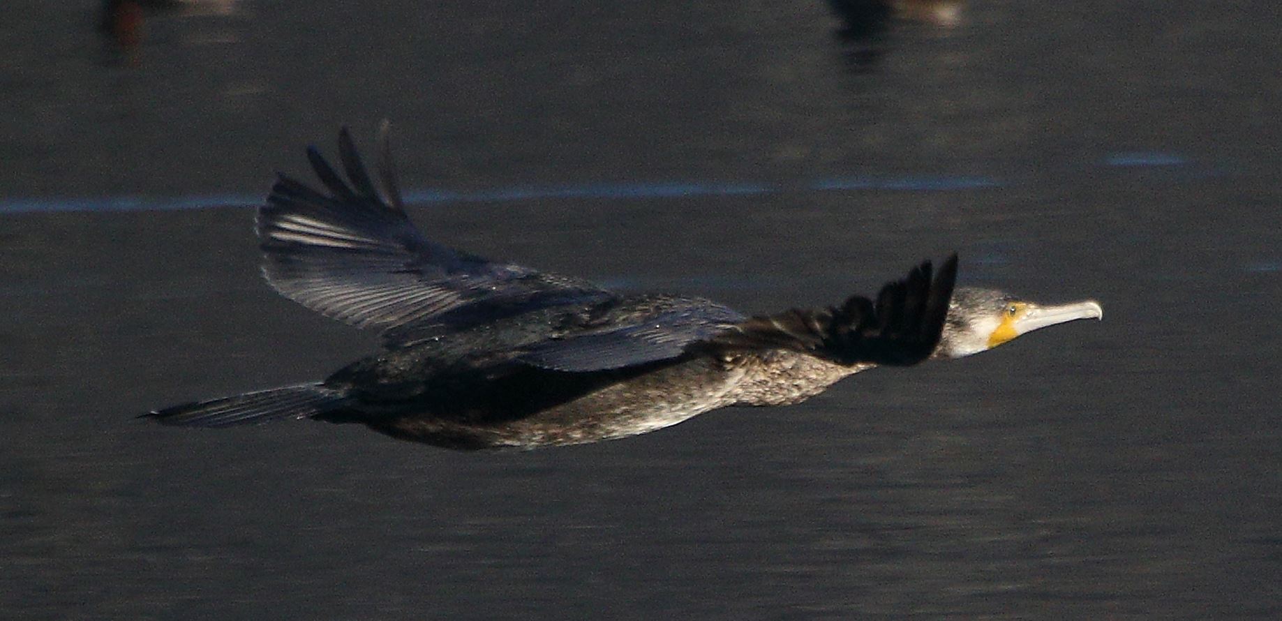 cormorant 22-01-2022