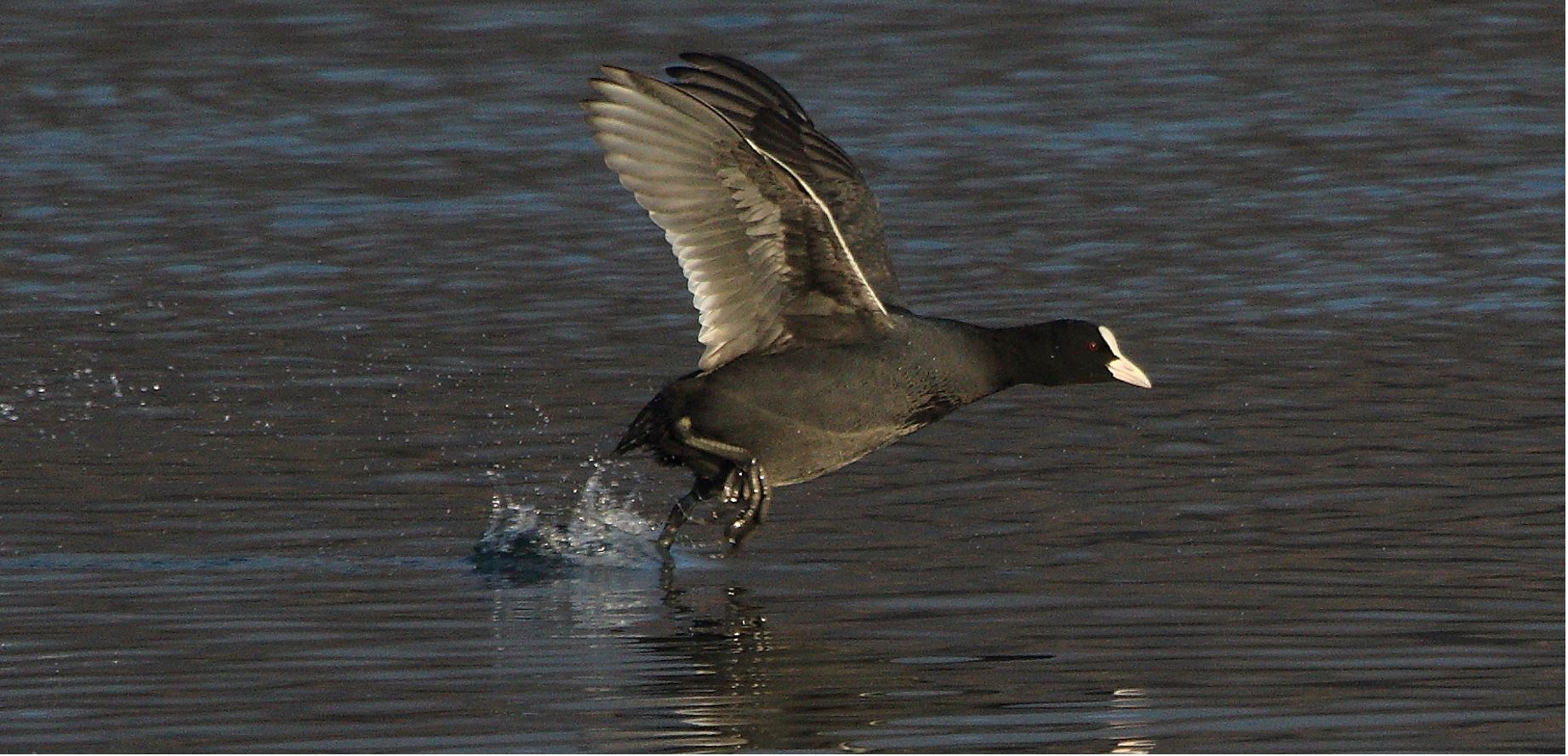 coot 22-01-2022