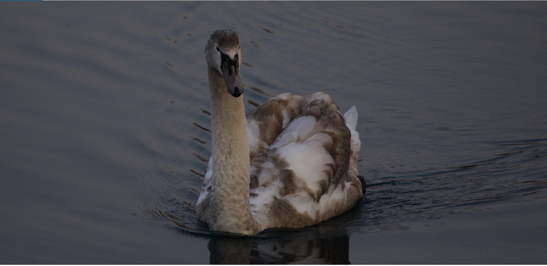 the ugly duckling becomes swan 20-01-2022