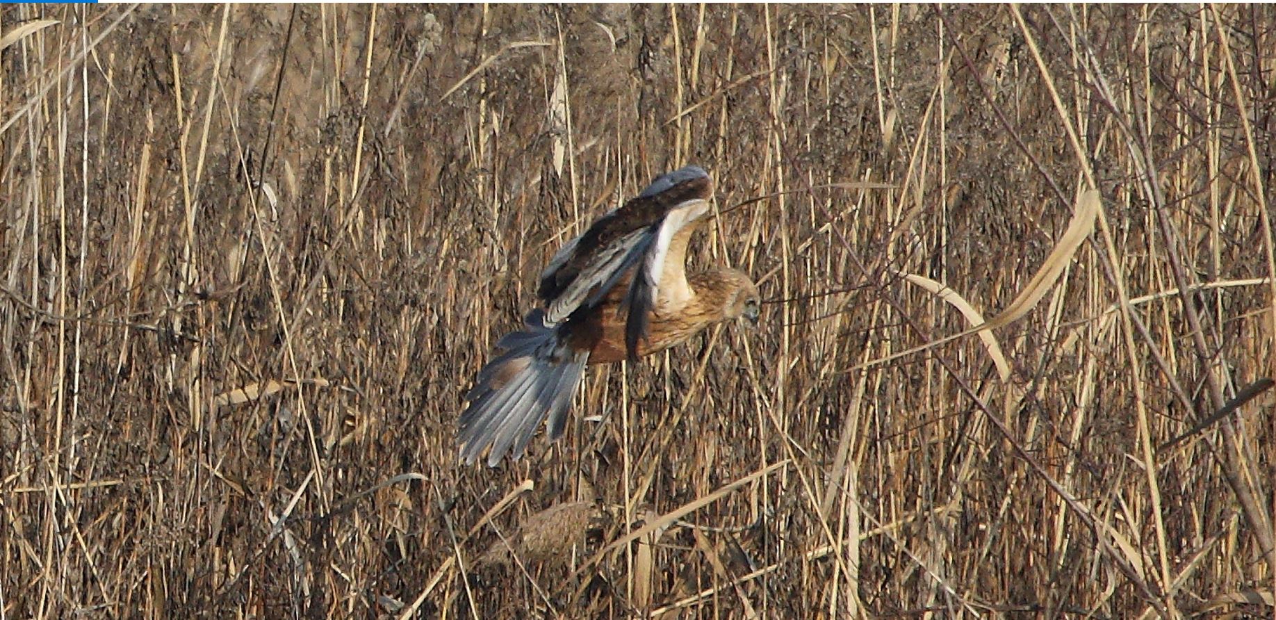 marsh falcon 21-01-2022